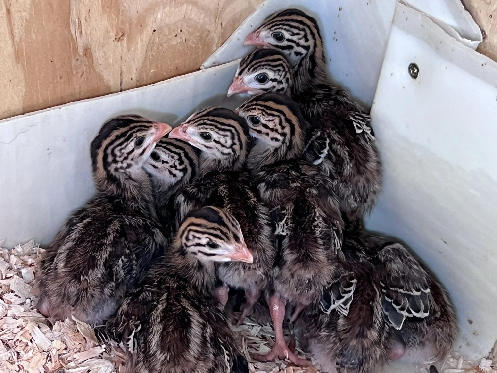 Group of baby quails with striped brown and black feathers resting on a bed of wood shavings.