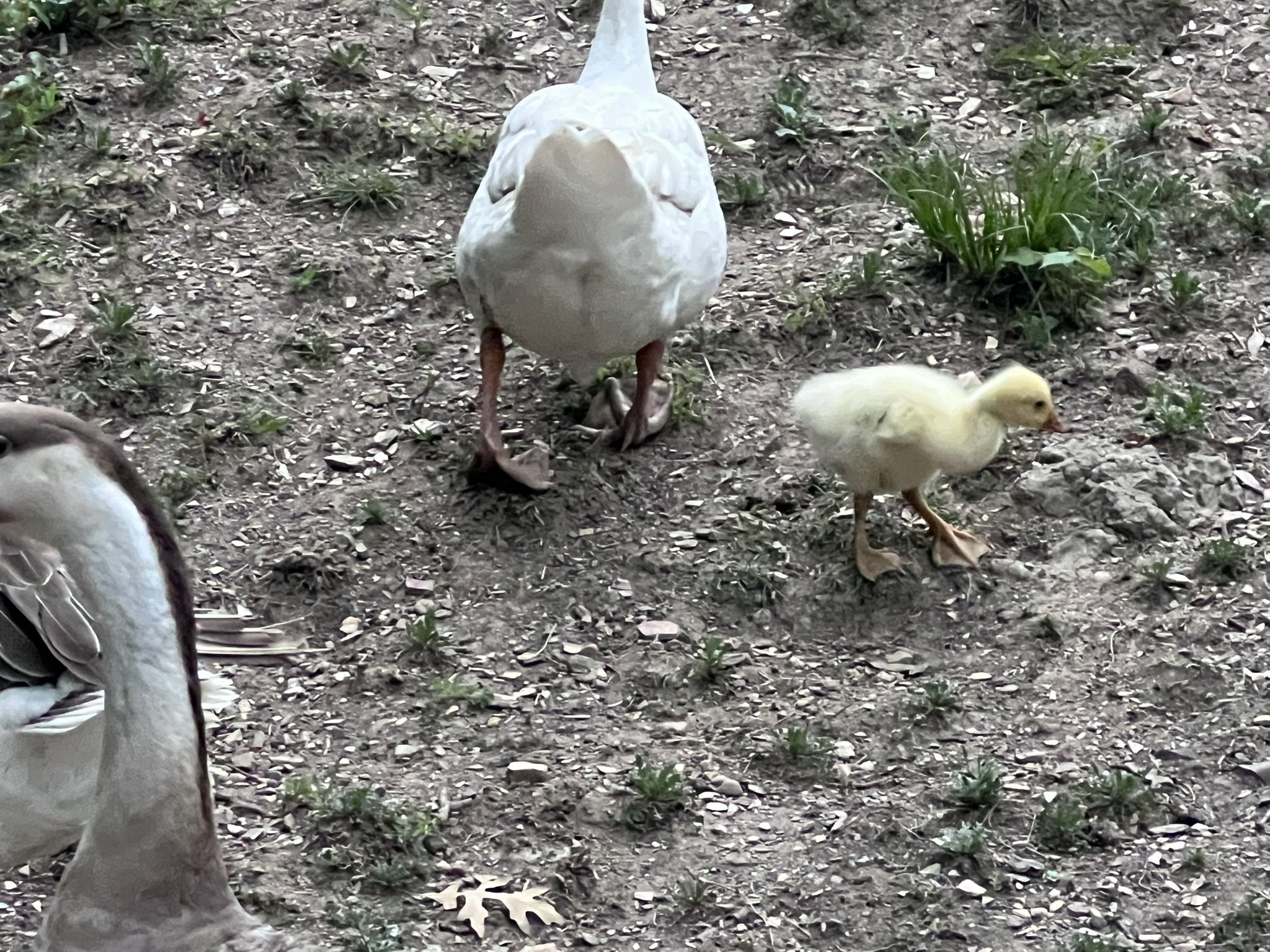 A white goose and a yellow duckling walking on a dirt ground with small green plants.