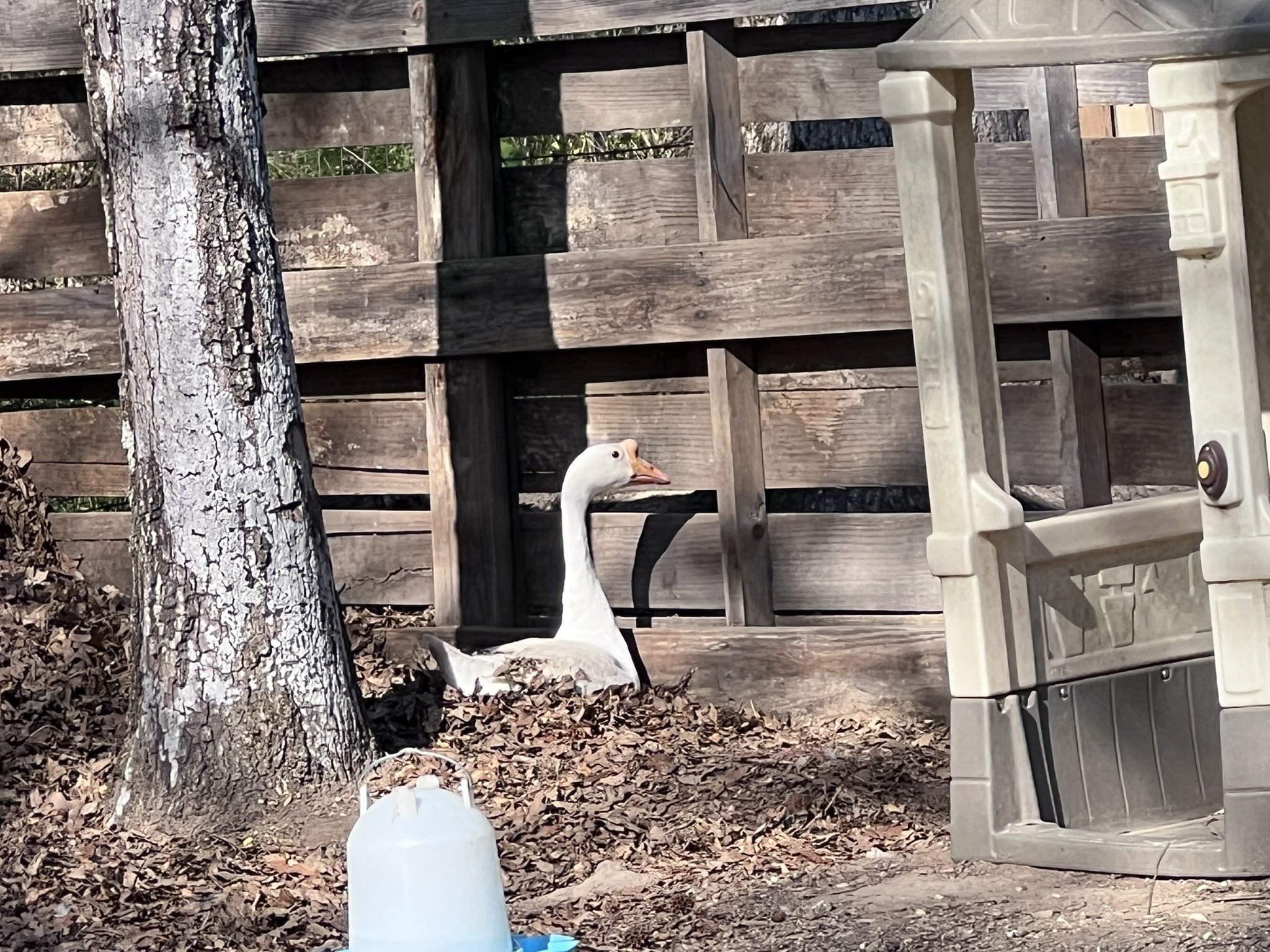 IMG_7824.JPEG