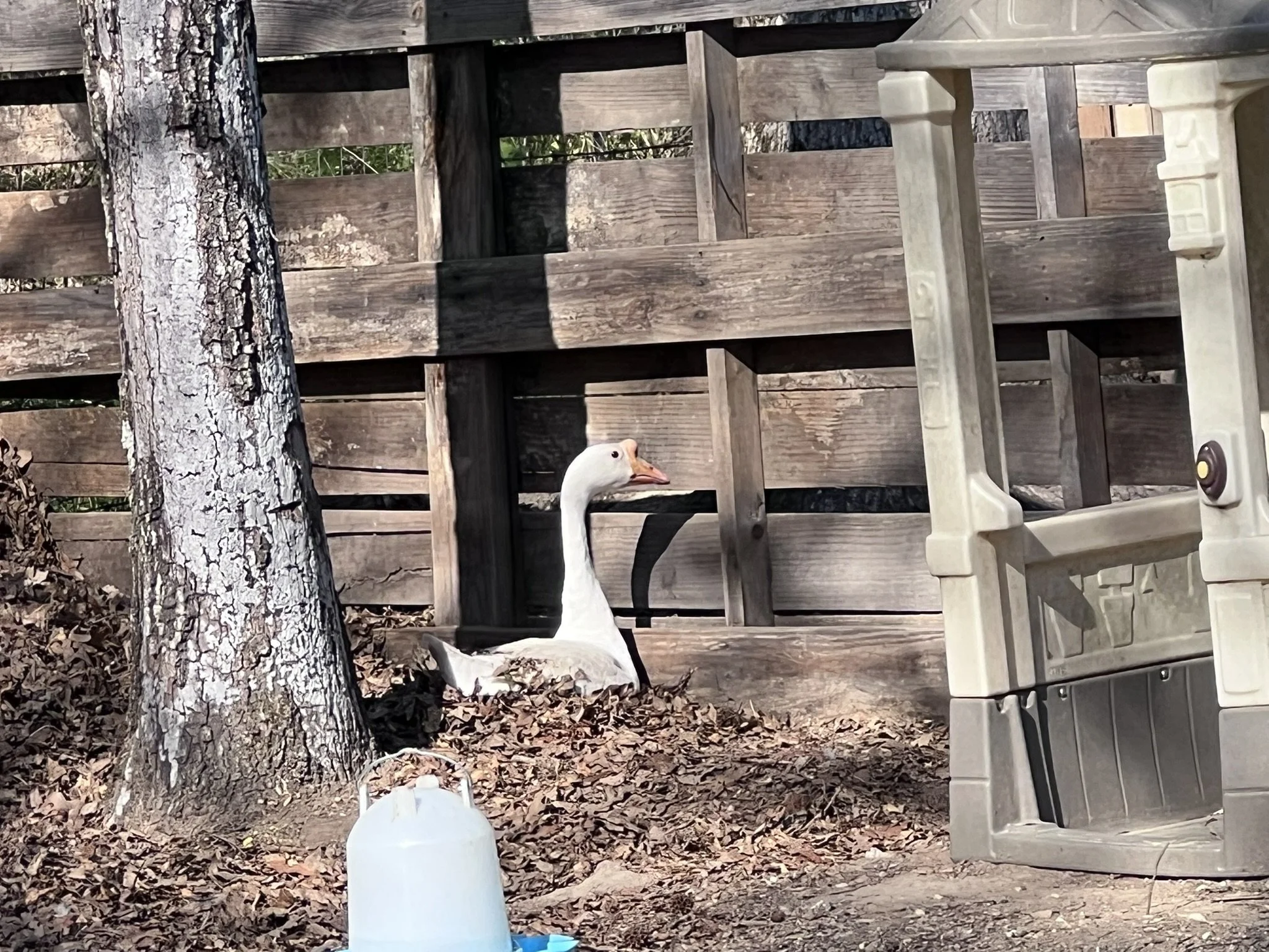 A white goose standing on a bed of fallen leaves next to a tree trunk. Behind the goose is a wooden fence and to the right is a plastic storage container. In the foreground is a white bucket.