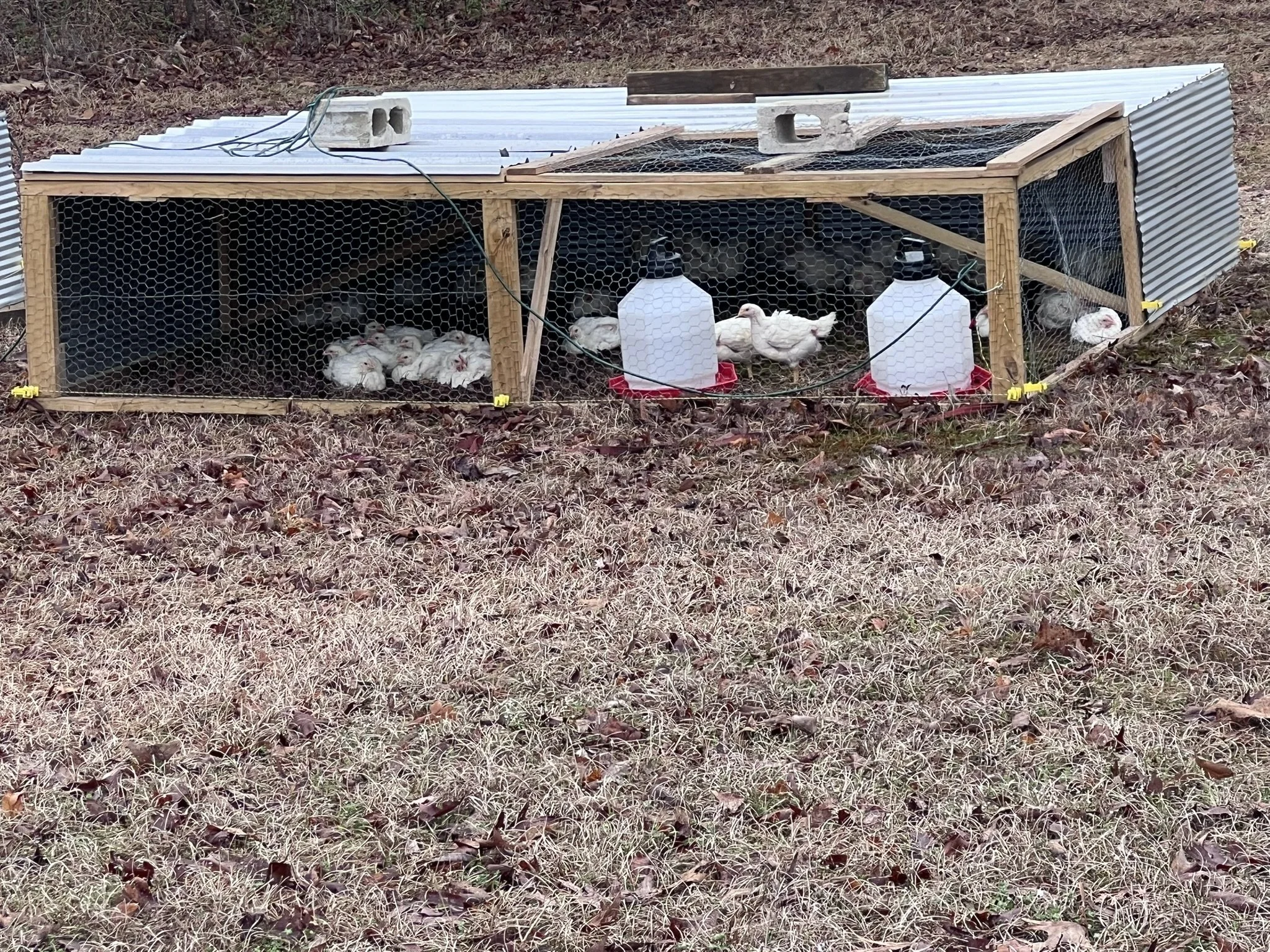 Small outdoor chicken coop with a wire mesh front, some chicks inside, and water bottles for drinking. The coop is surrounded by fallen leaves and is constructed with a wooden frame and metal roofing.