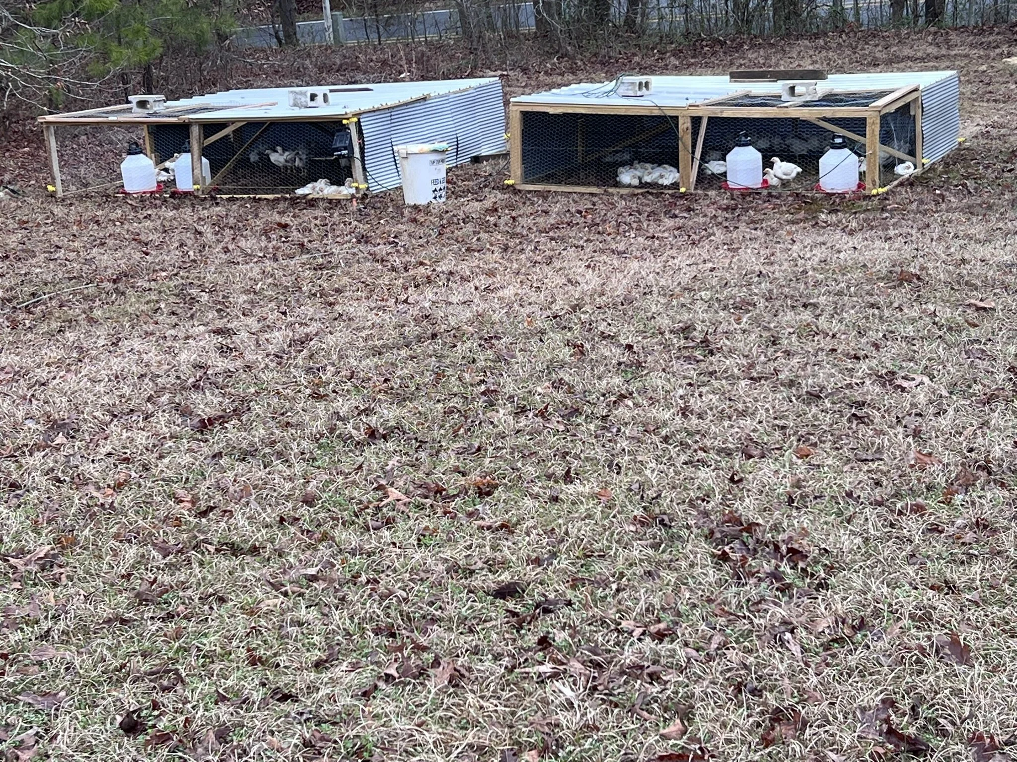 Two outdoor chicken coops with chickens and water bottles inside, situated on a grassy area with leaves and trees in the background.
