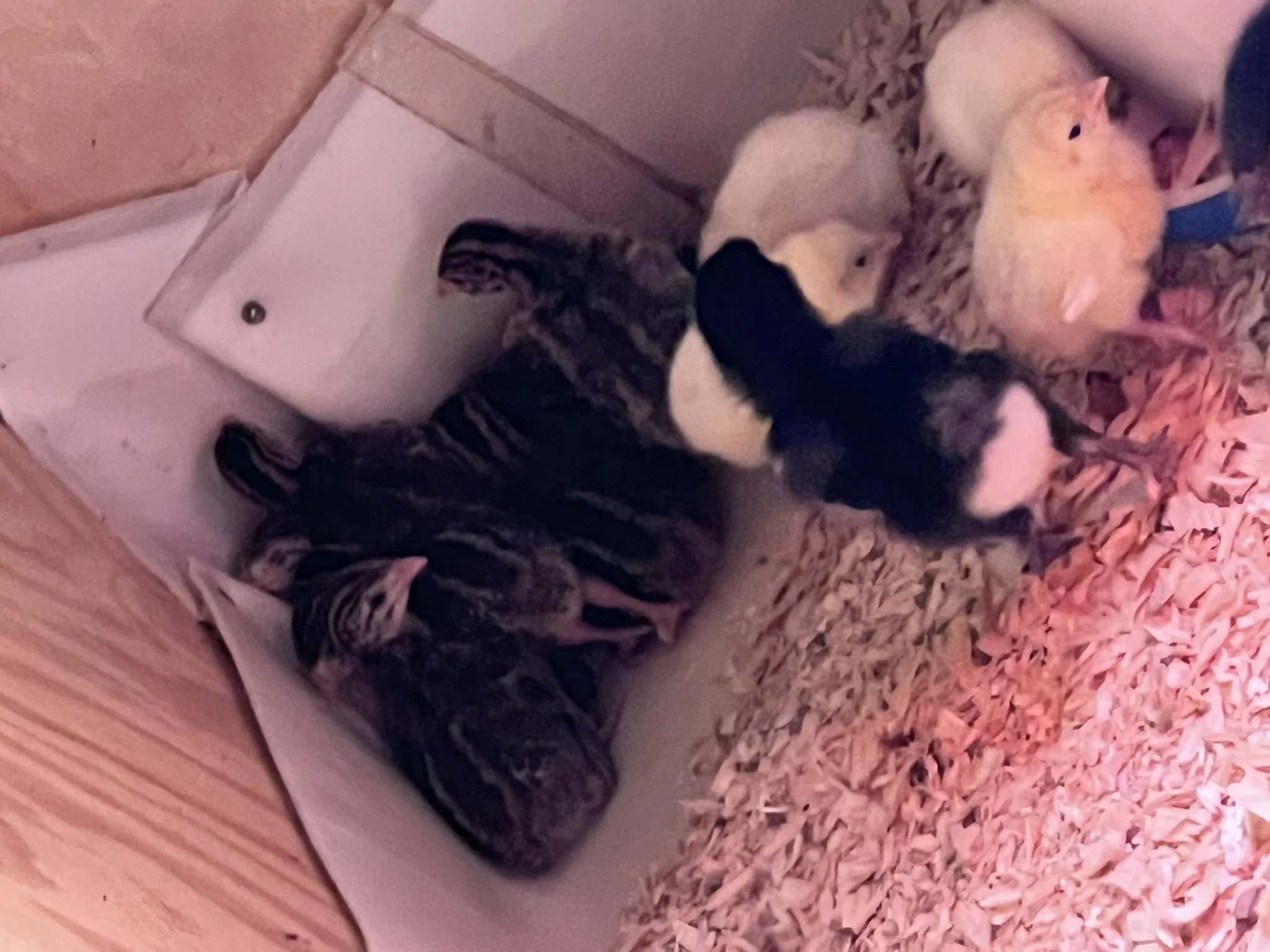 Two young kittens, one with a tabby coat and the other with a cream-colored coat, are inside a cardboard box with pink shredded paper bedding. One kitten is lying on its side, the other is partially hidden, and they are closely snuggled.