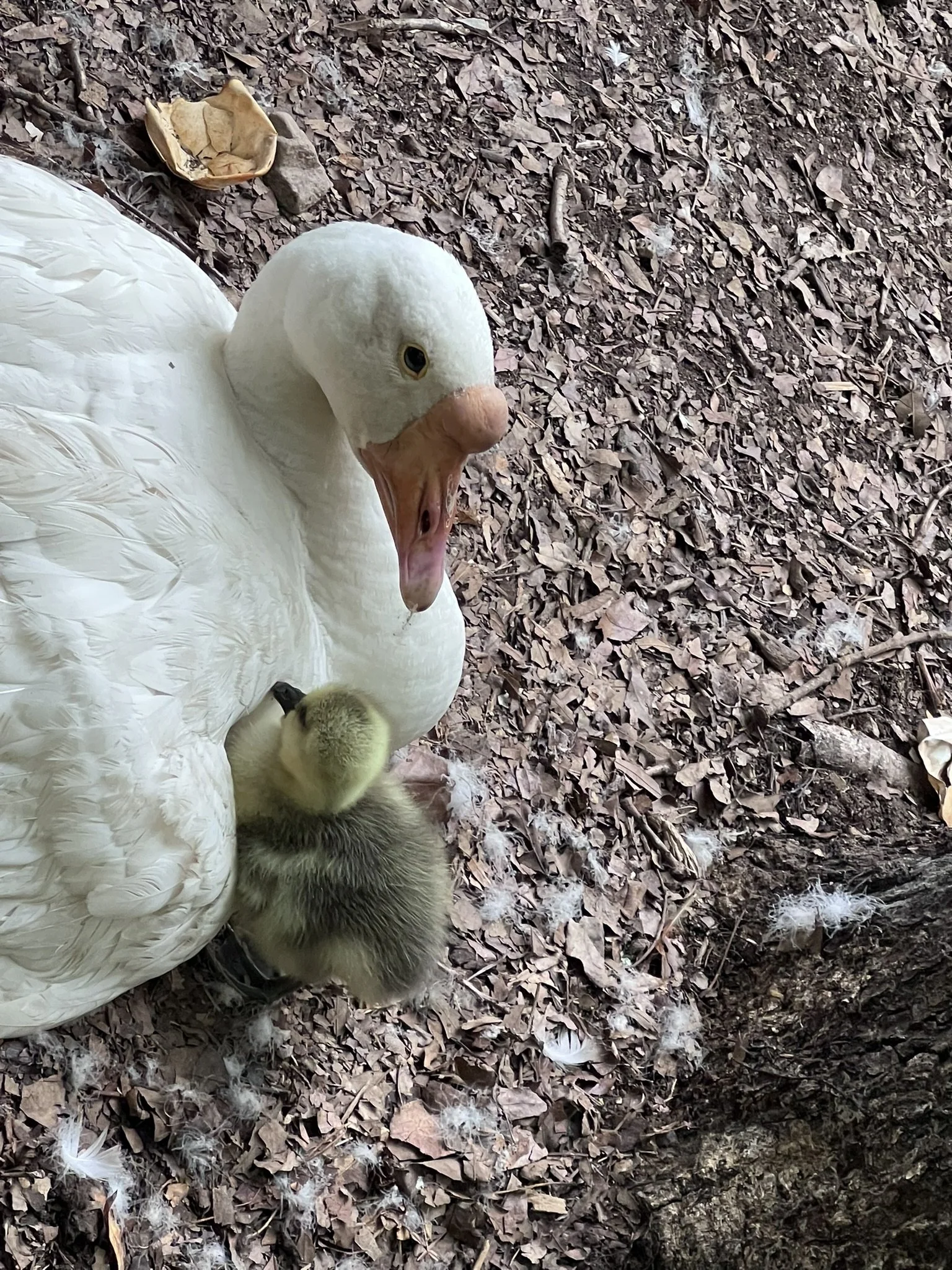 A white goose with a yellow chick resting against its body on a bed of brown leaves and twigs.