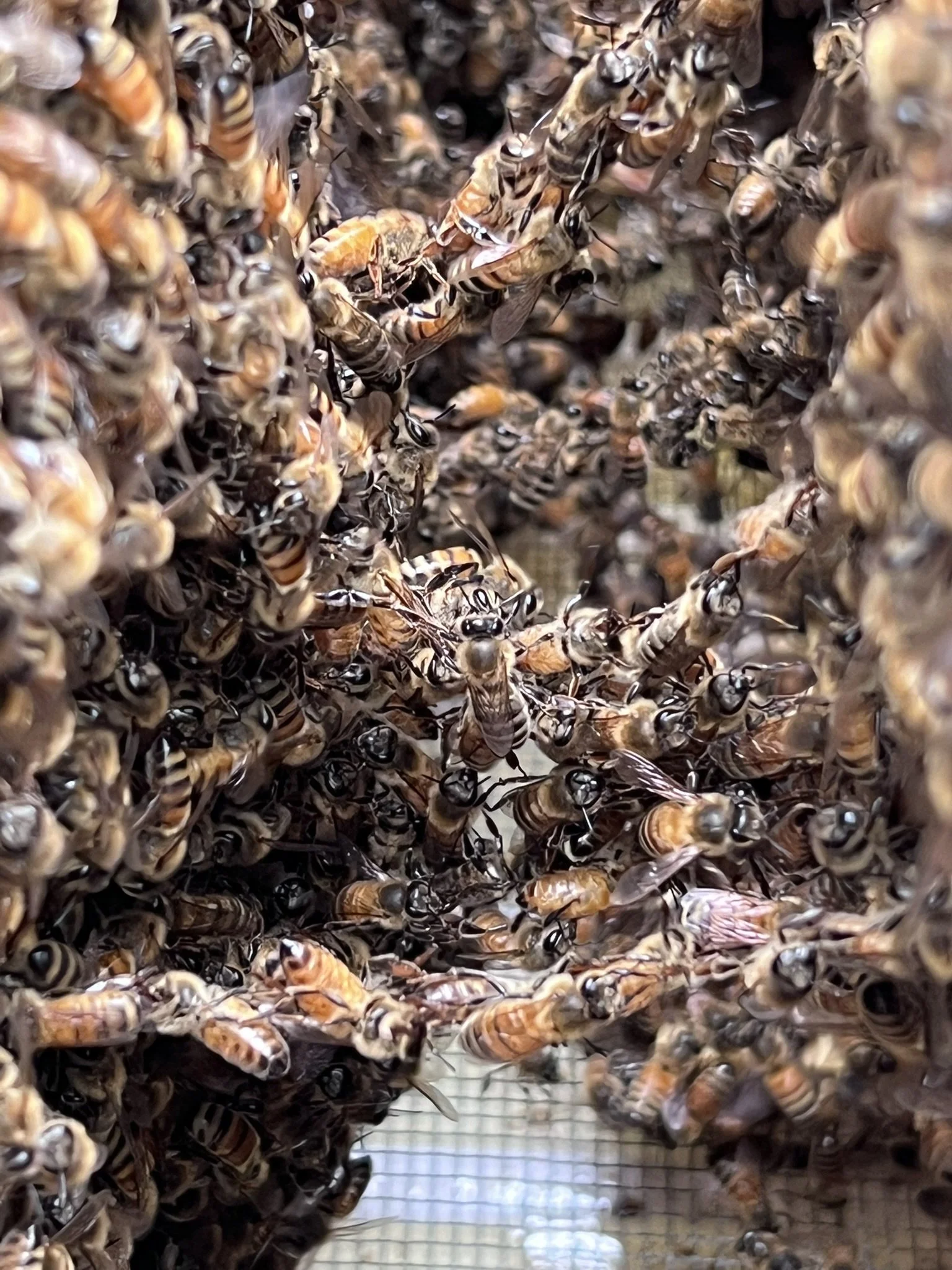 A close-up view of a beehive with numerous honeybees on the comb, in a controlled environment with a grid-like background.