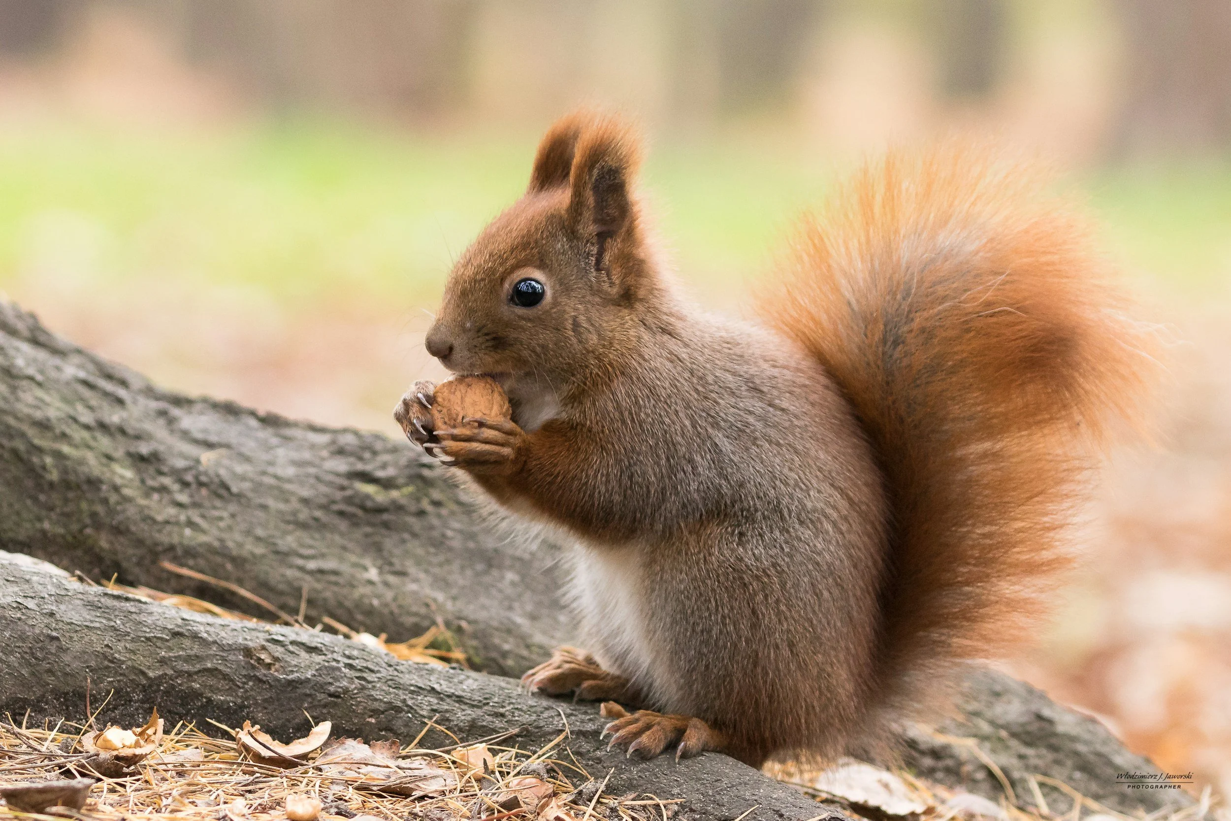 Be A Little Squirrely!