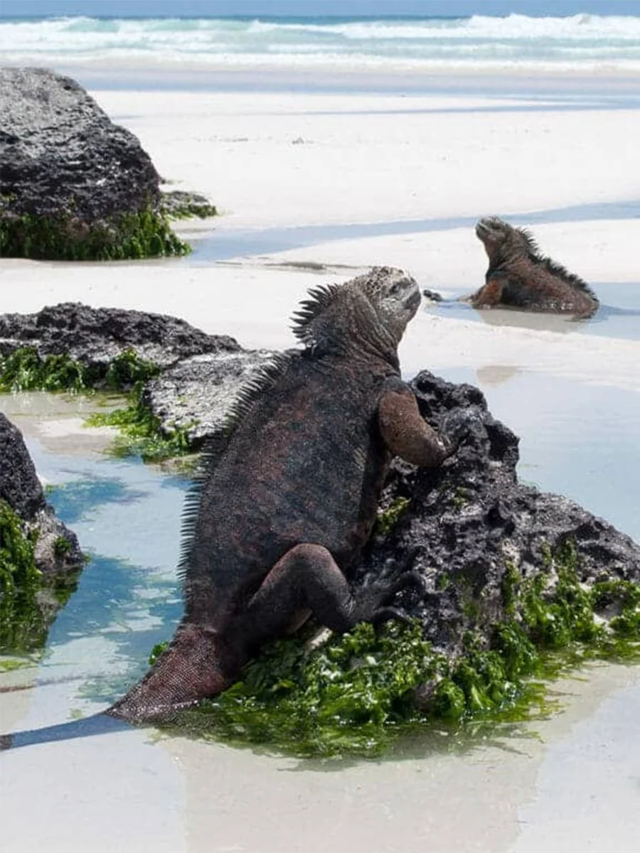 Galapagos Islands - Fall 2027