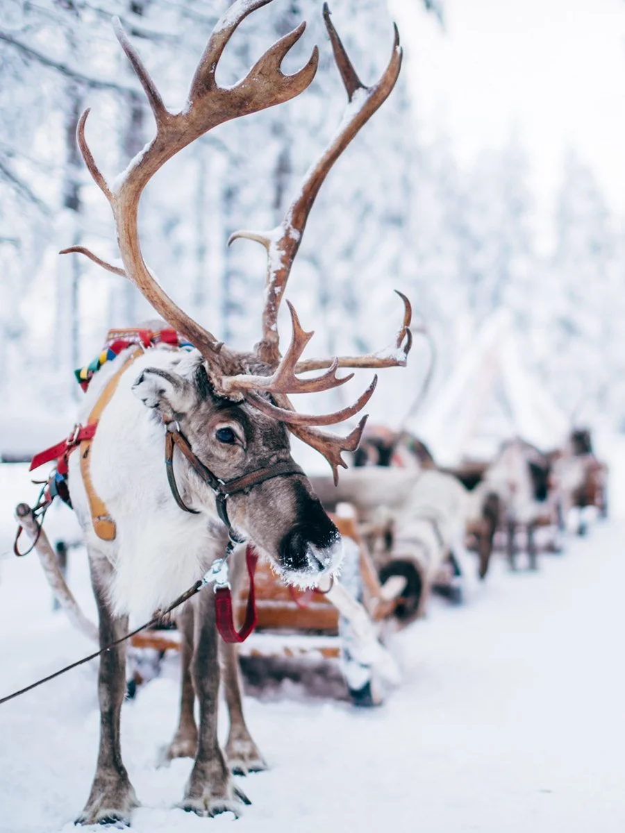 Finland Arctic Circle - Coming Soon!