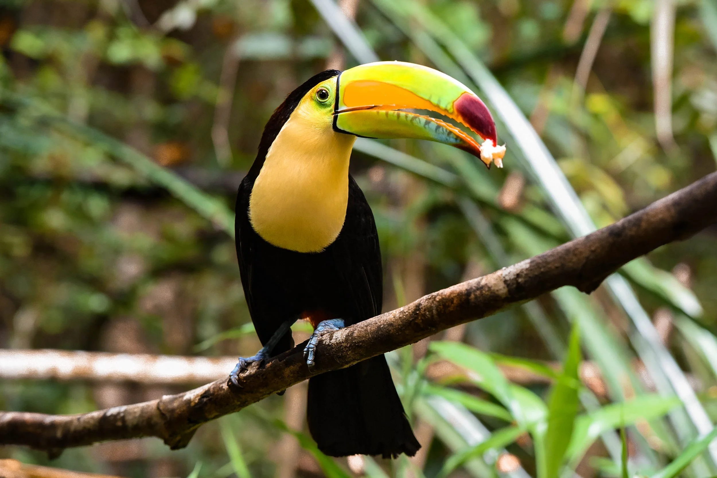 Toucan-Zoo.jpg