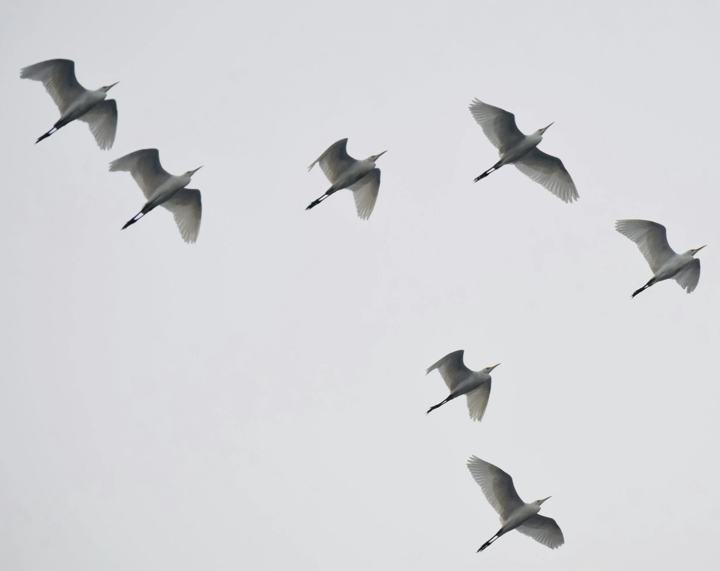 A flock of nine white birds flying in the overcast sky.