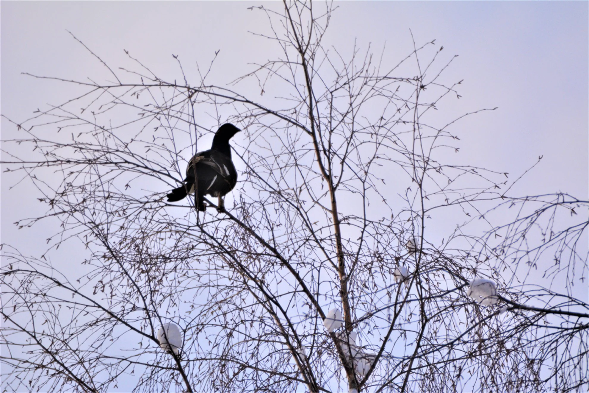 A bird perched on a leafless tree against a gray sky, with some snow on the branches.
