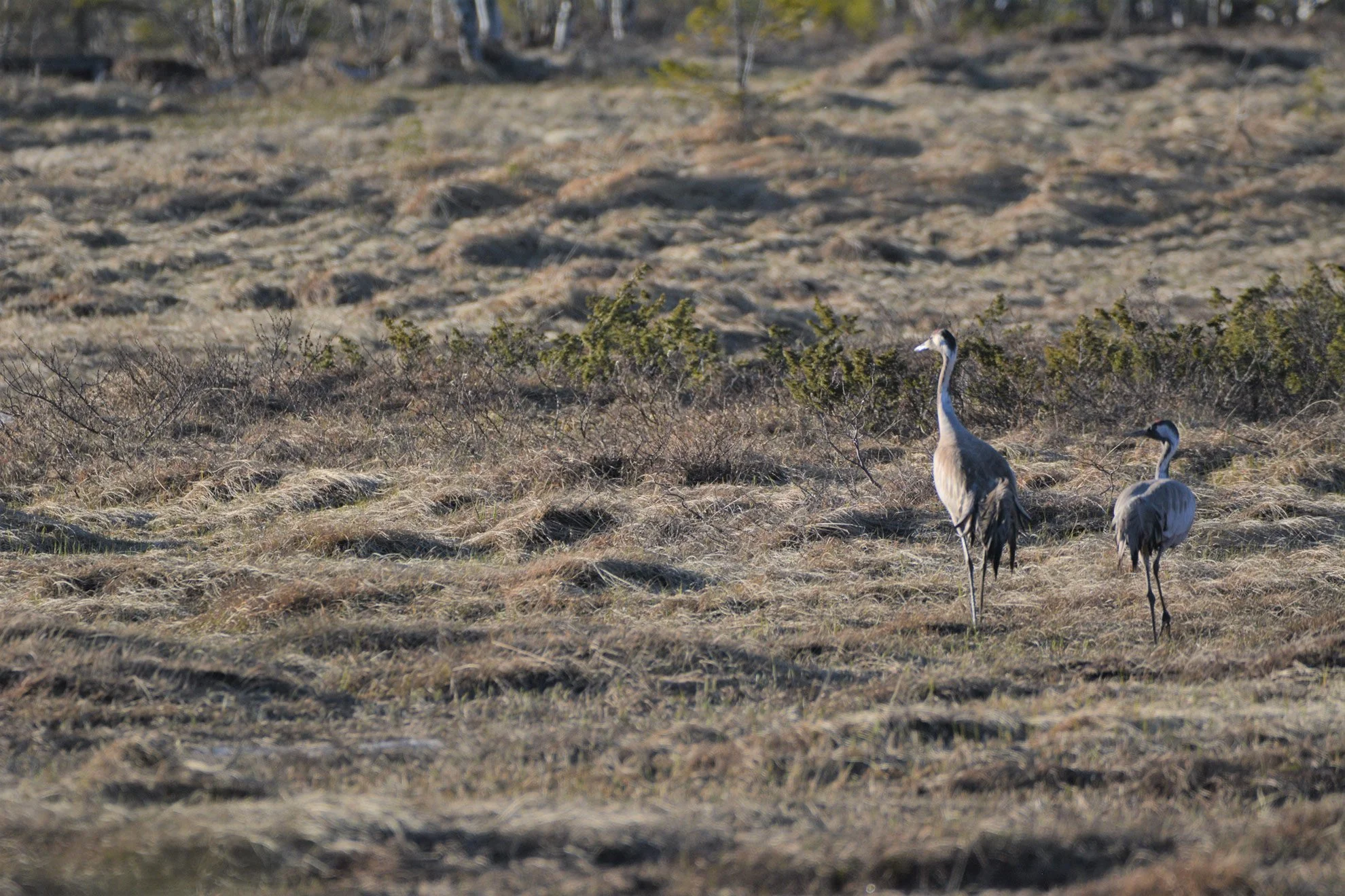 Two cranes standing on dry grassland with sparse bushes and trees in the background.