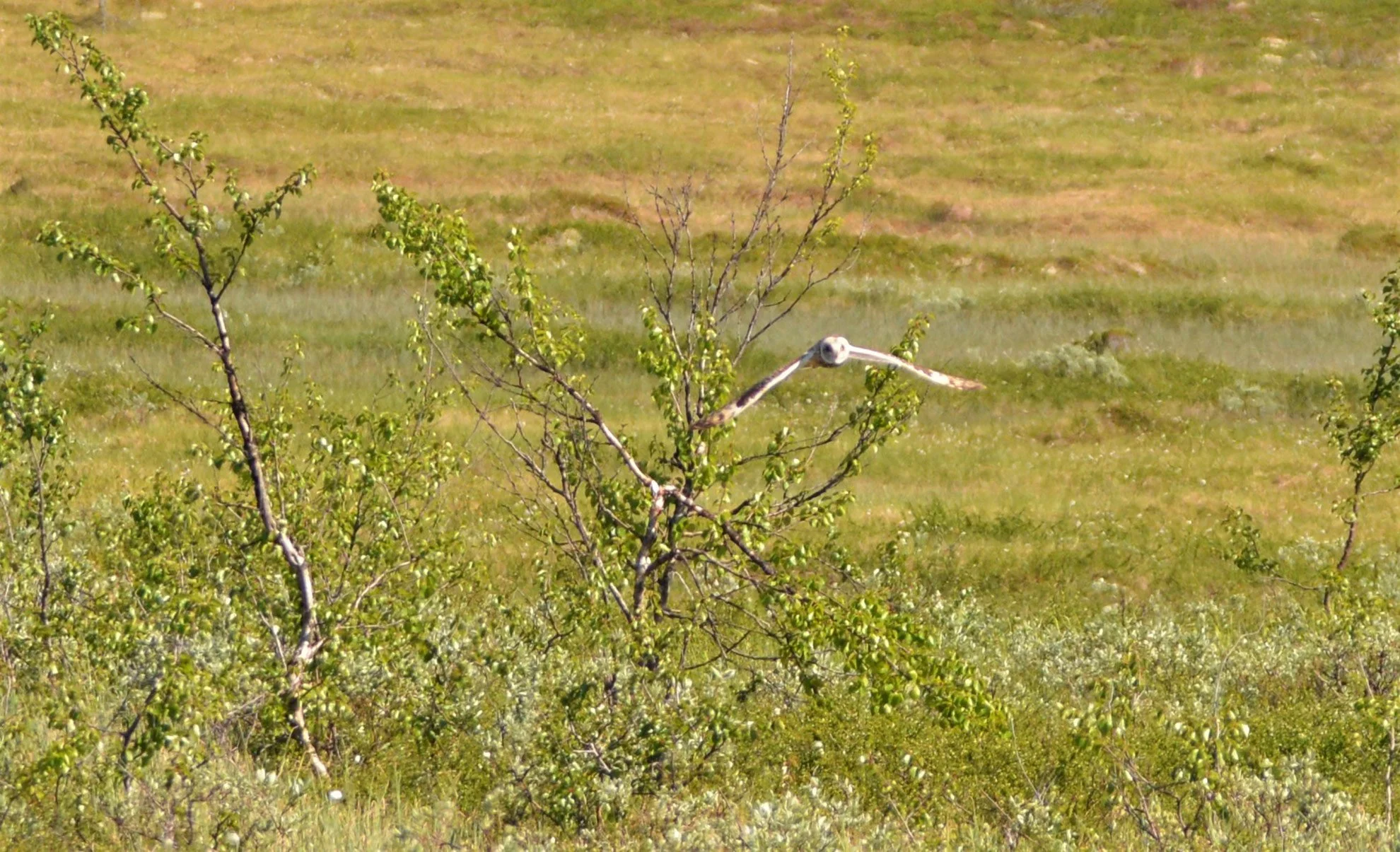 A large bird, possibly a stork or heron, flying through a landscape with sparse trees and grass.