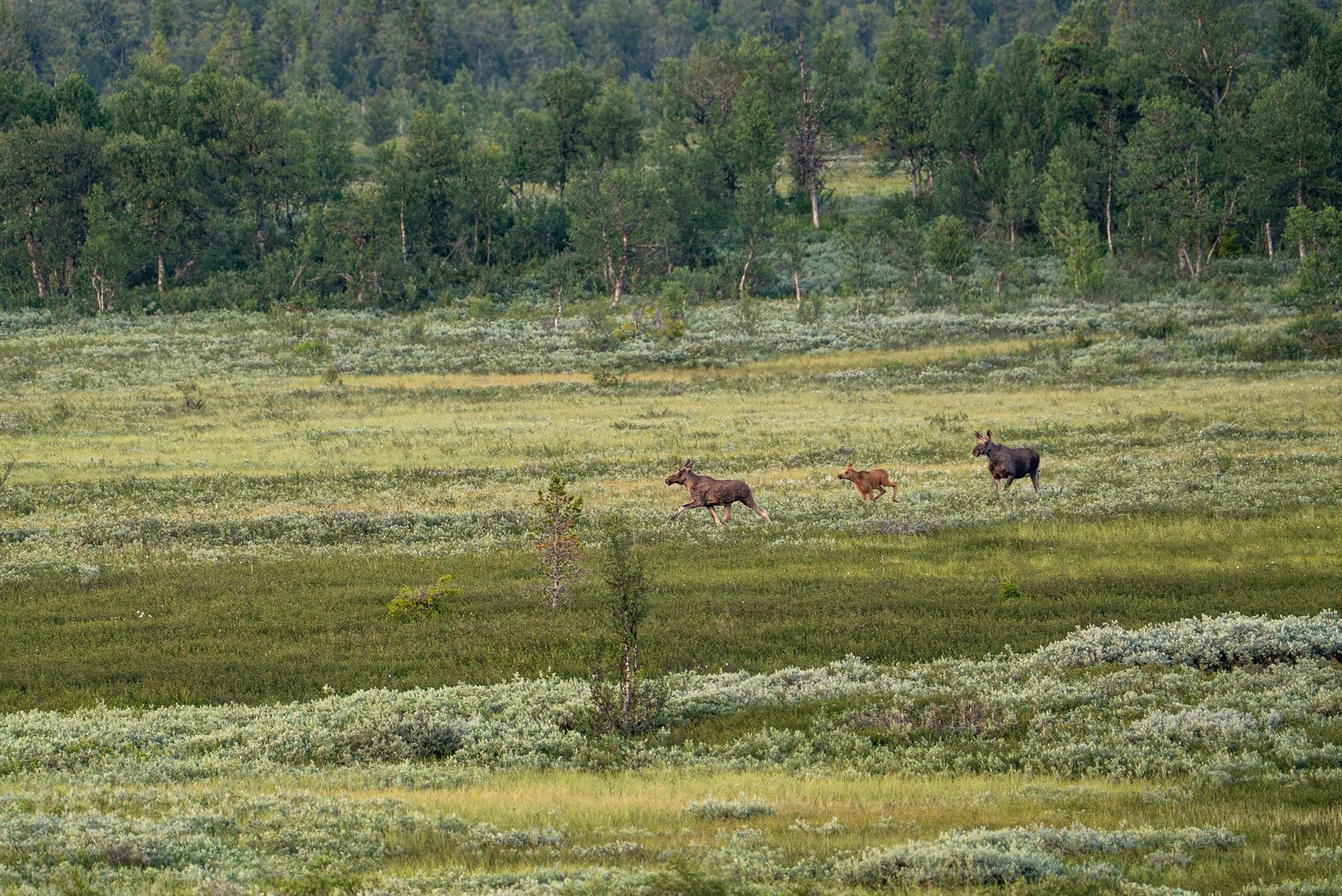 Three moose running through a grassy meadow with trees in the background.