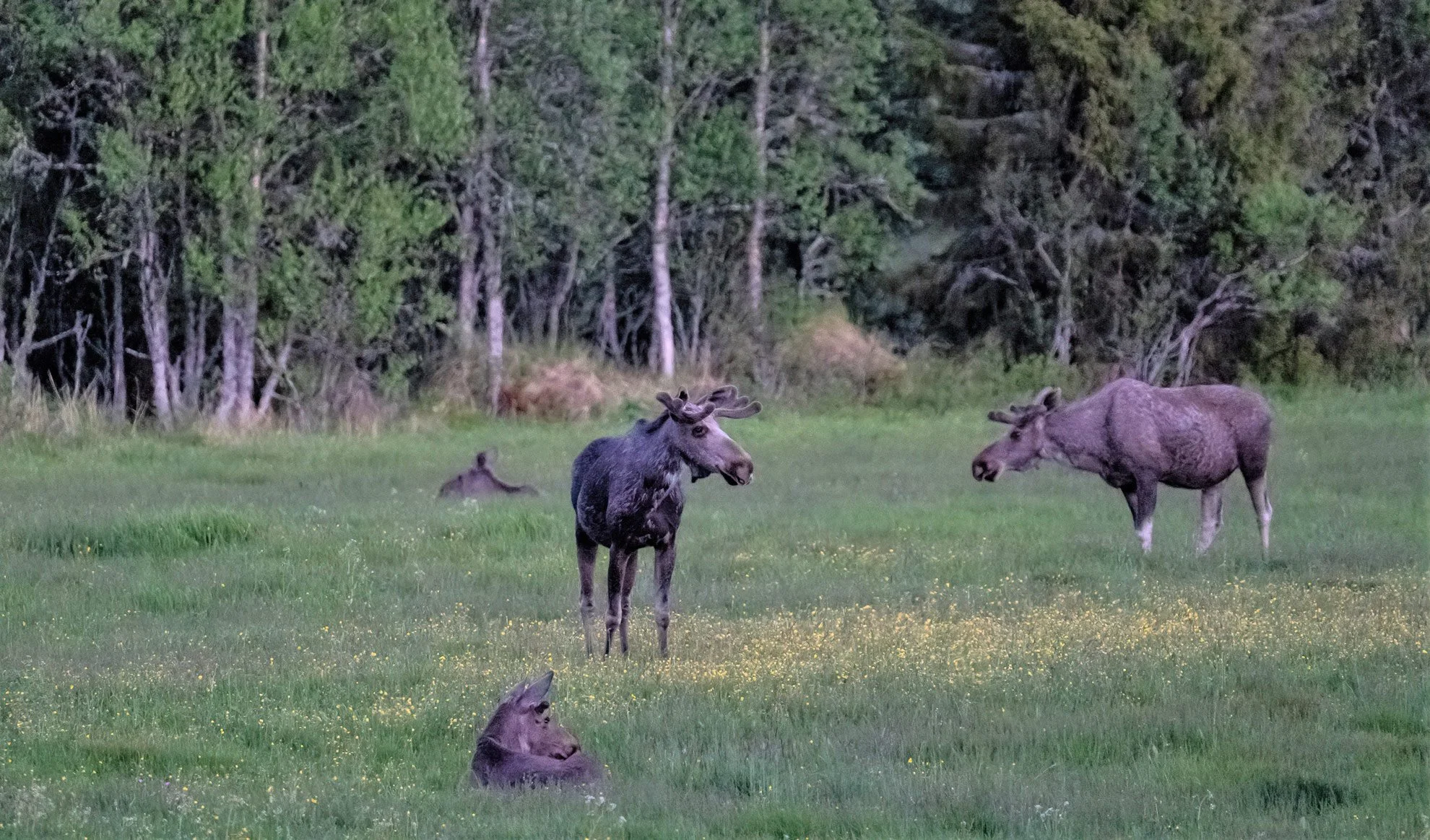 Four moose resting and standing in a grassy clearing near trees.