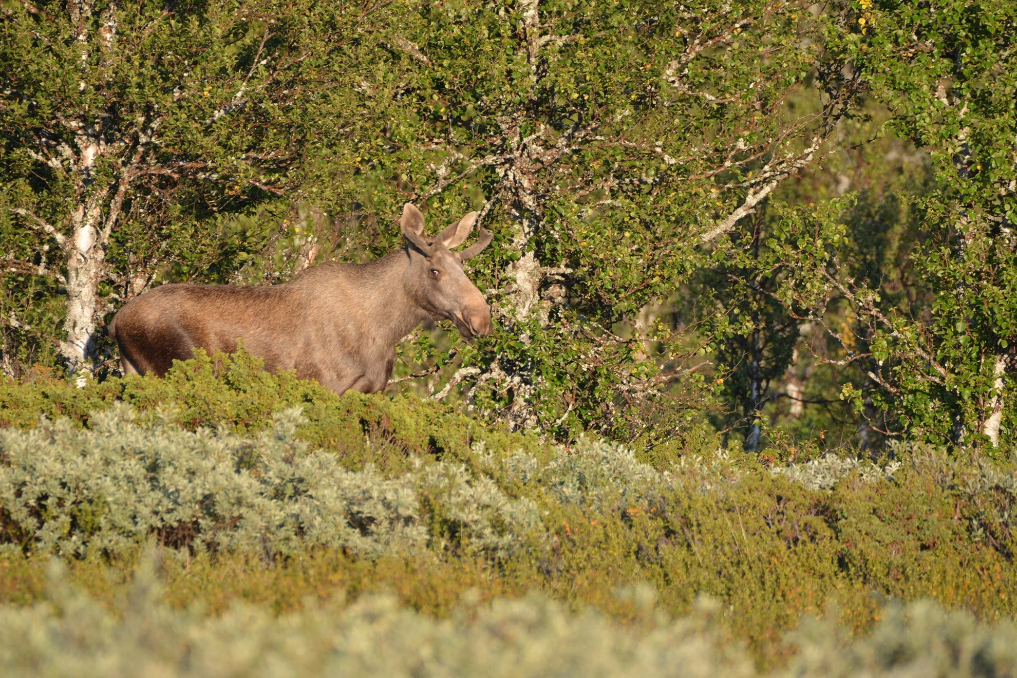 A moose standing in a lush green forest with dense foliage and trees in the background.