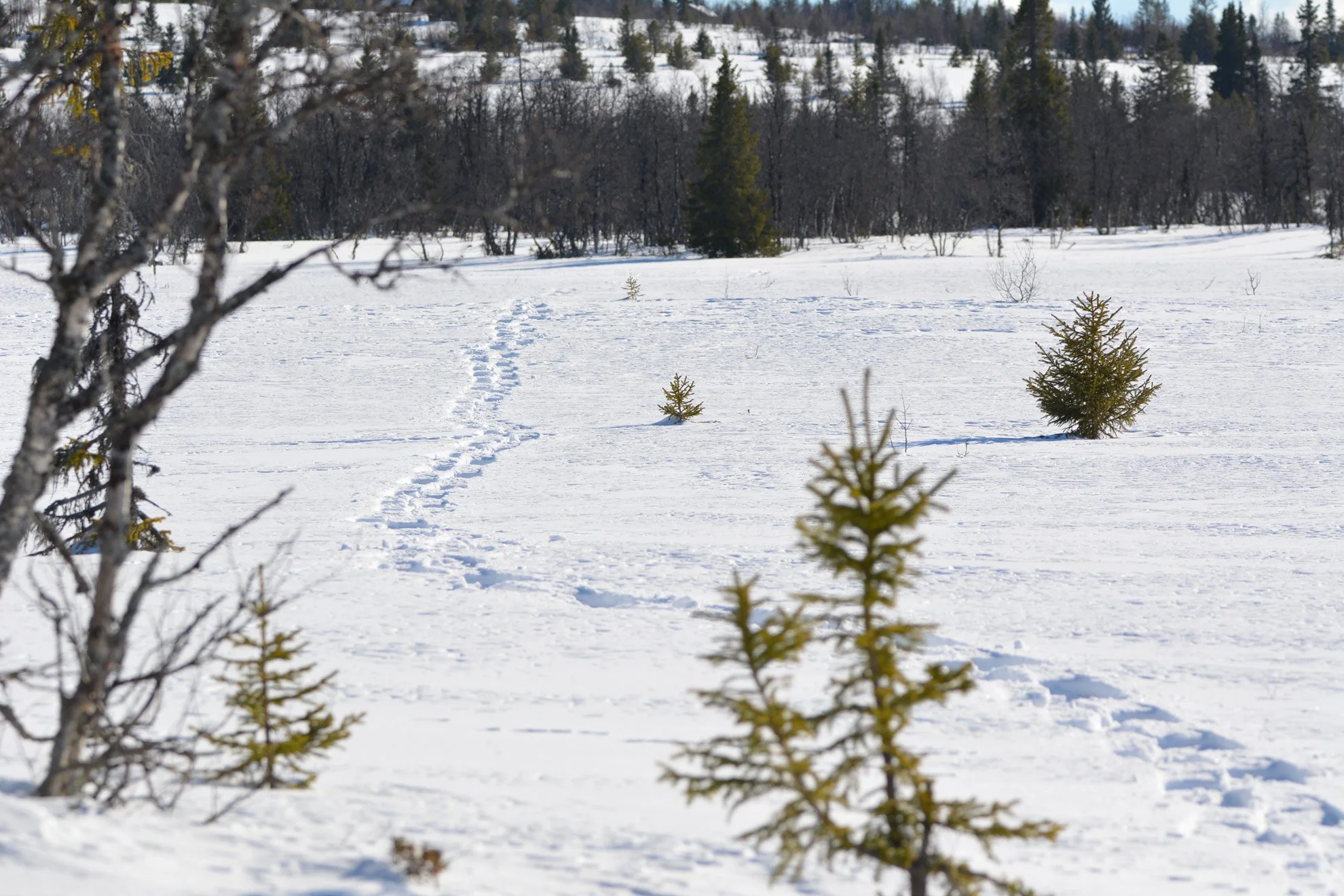 Snow-covered landscape and animal tracks in the snow, and a forest in the background.
