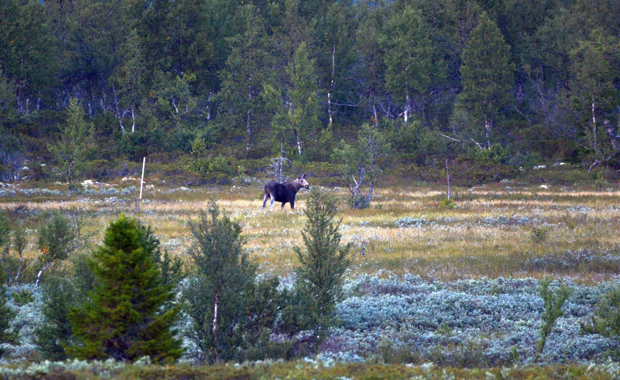 A moose standing in a clearing surrounded by trees and shrubs in a forested landscape.