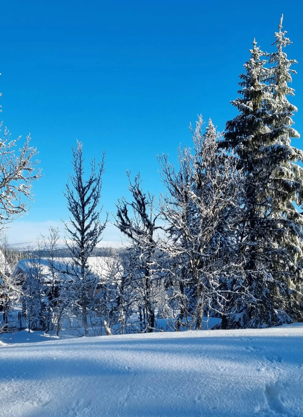 Snow-covered trees in a winter landscape with a clear blue sky.