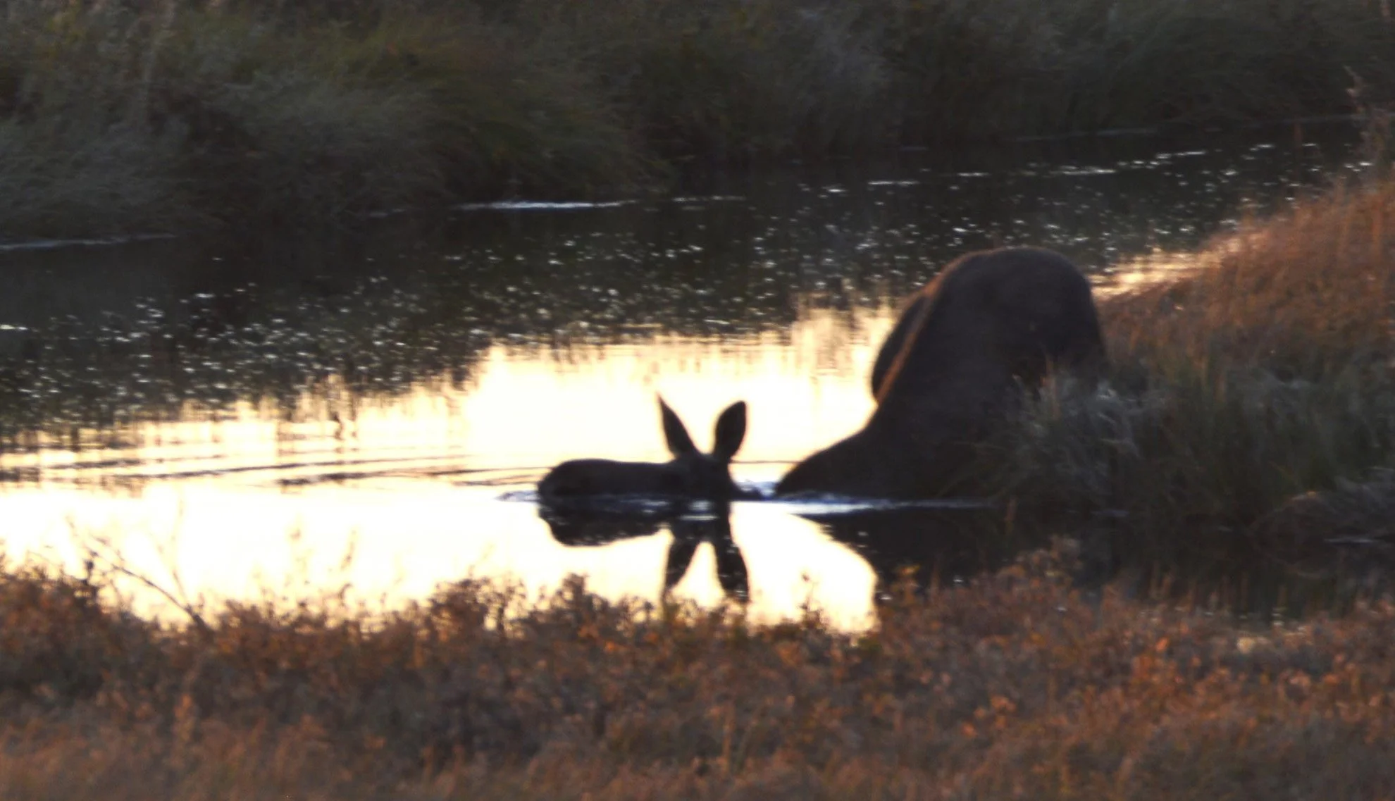 A moose share a shallow water body at sunset or sunrise, creating reflections on the water’s surface amidst natural surroundings.