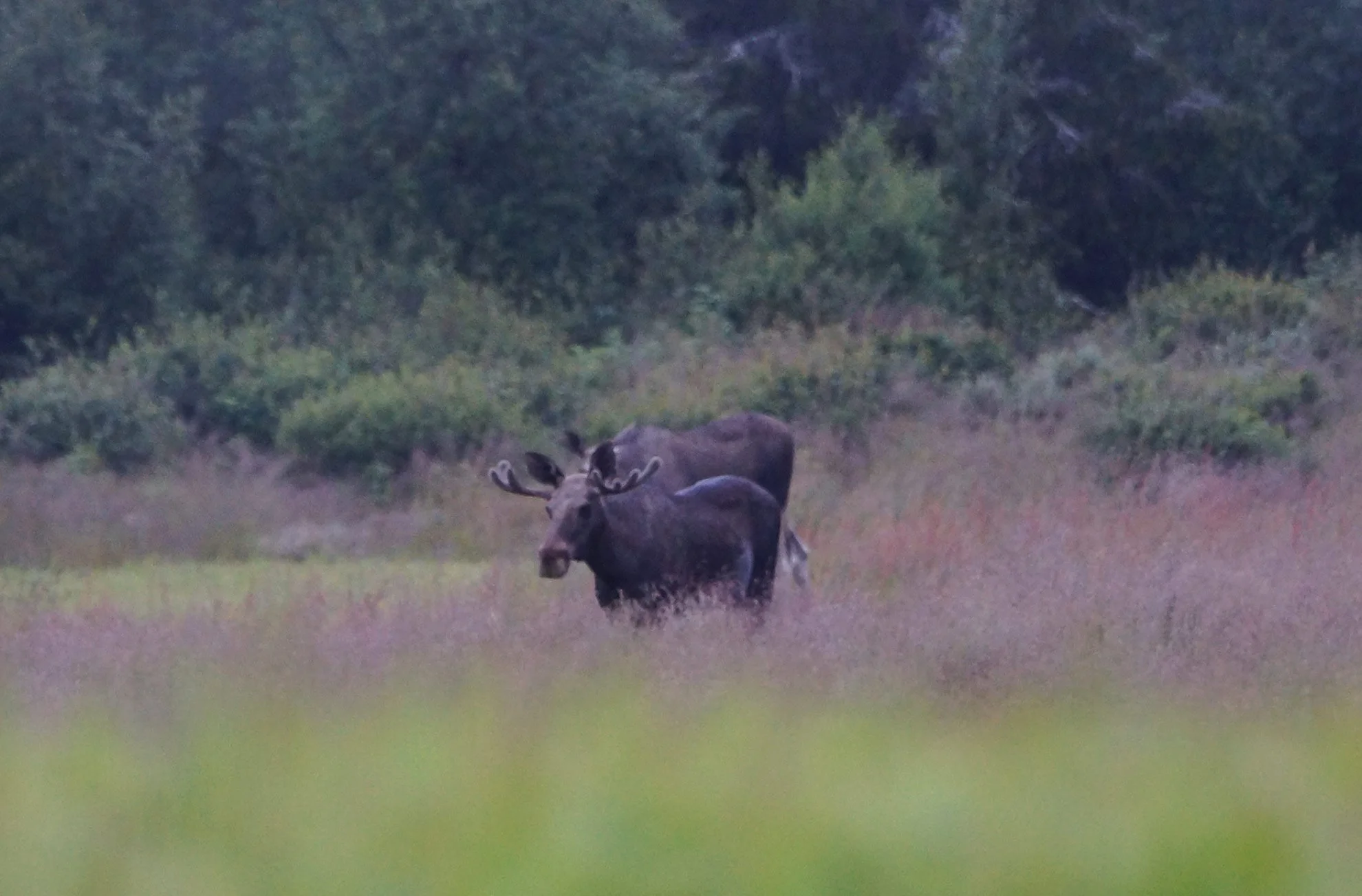 Two moose standing in a grassy field with trees in the background.