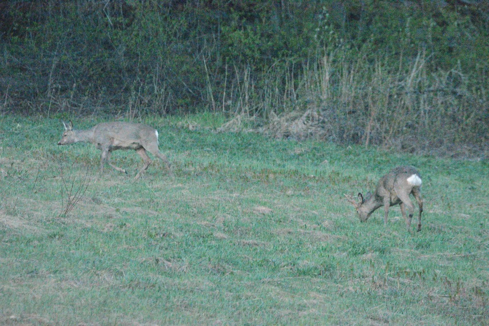 Two young deer grazing in a grassy field near a wooded area.
