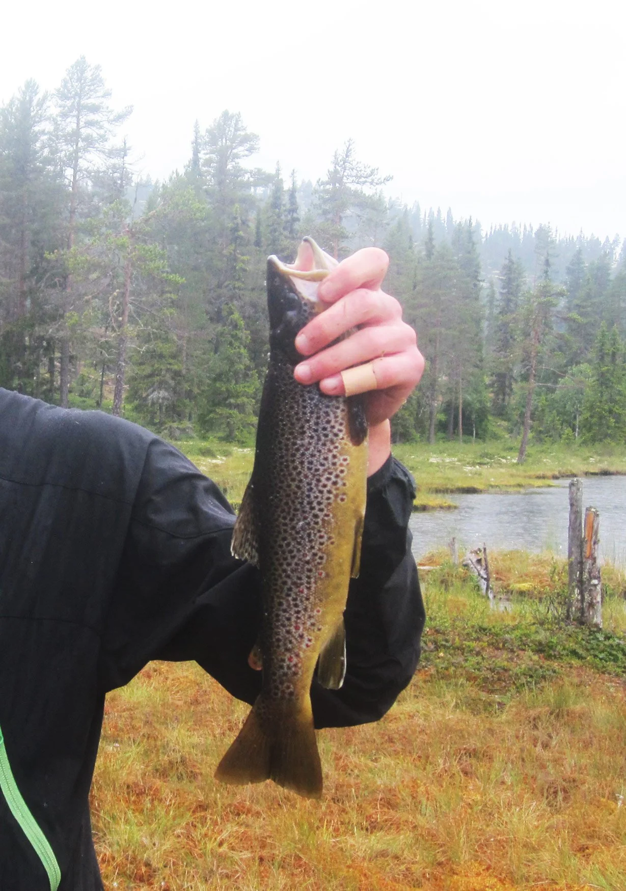 Person holding a large trout fish outdoors near a forest and a lake.