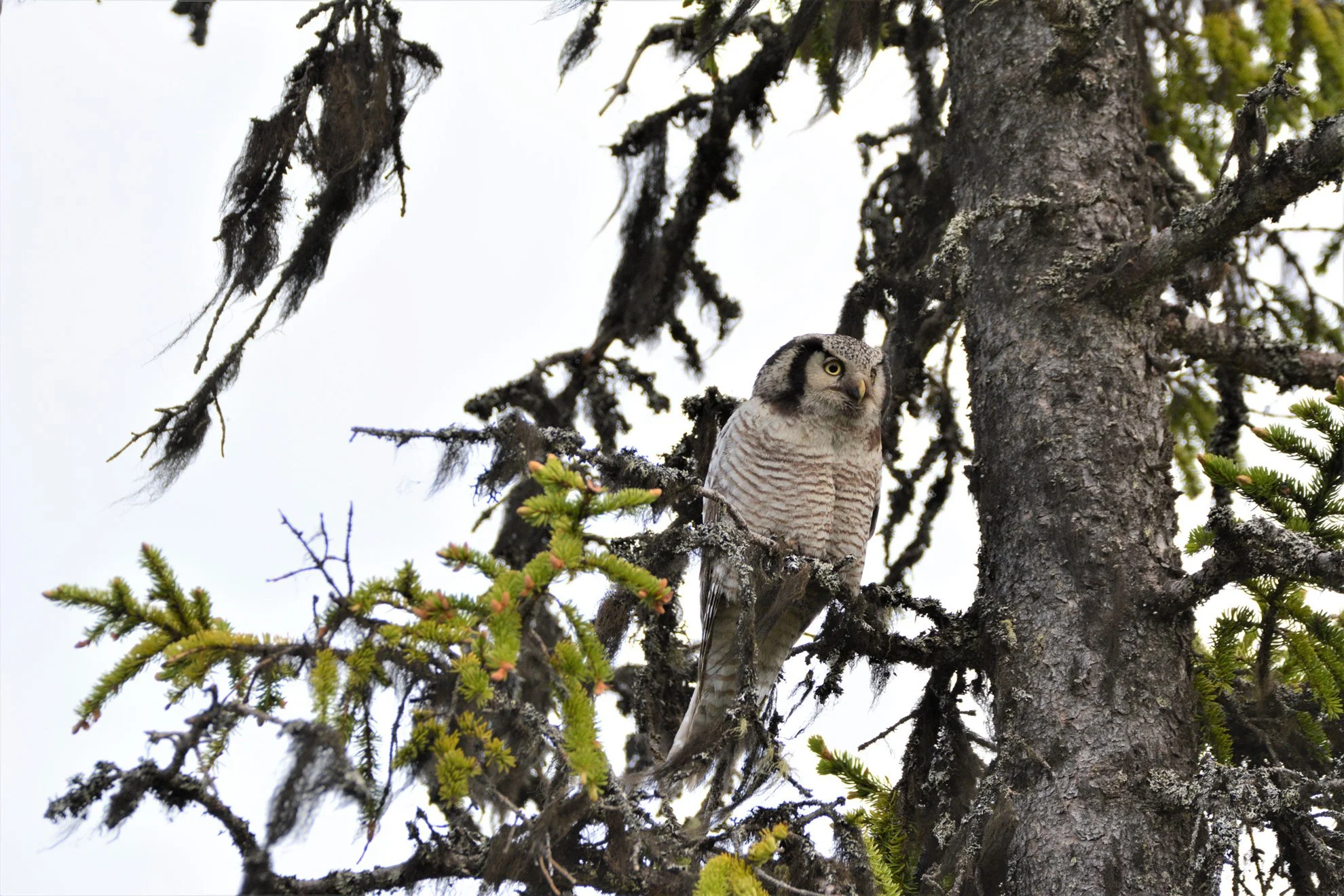 A youthful owl perched on a tree branch among green needles and moss, with a gray and white plumage and striking yellow eyes, in a natural forest setting.