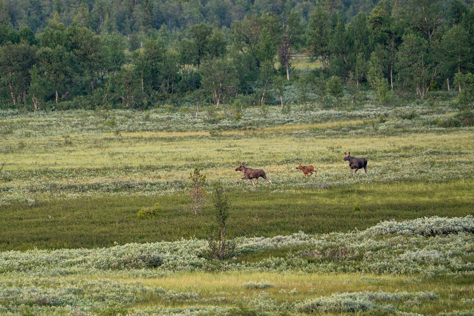 Three moose running through a lush green field with trees in the background.
