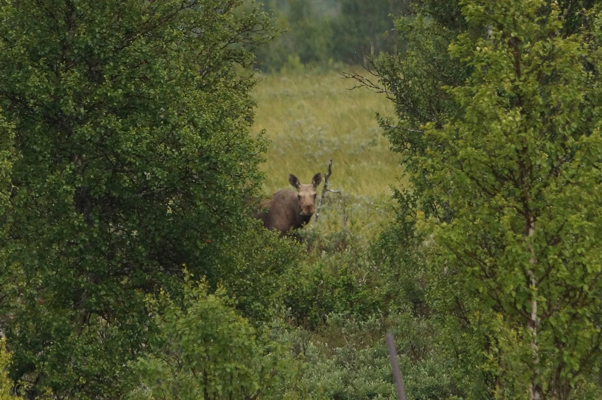A moose standing among green bushes and trees in a forested area during daytime.