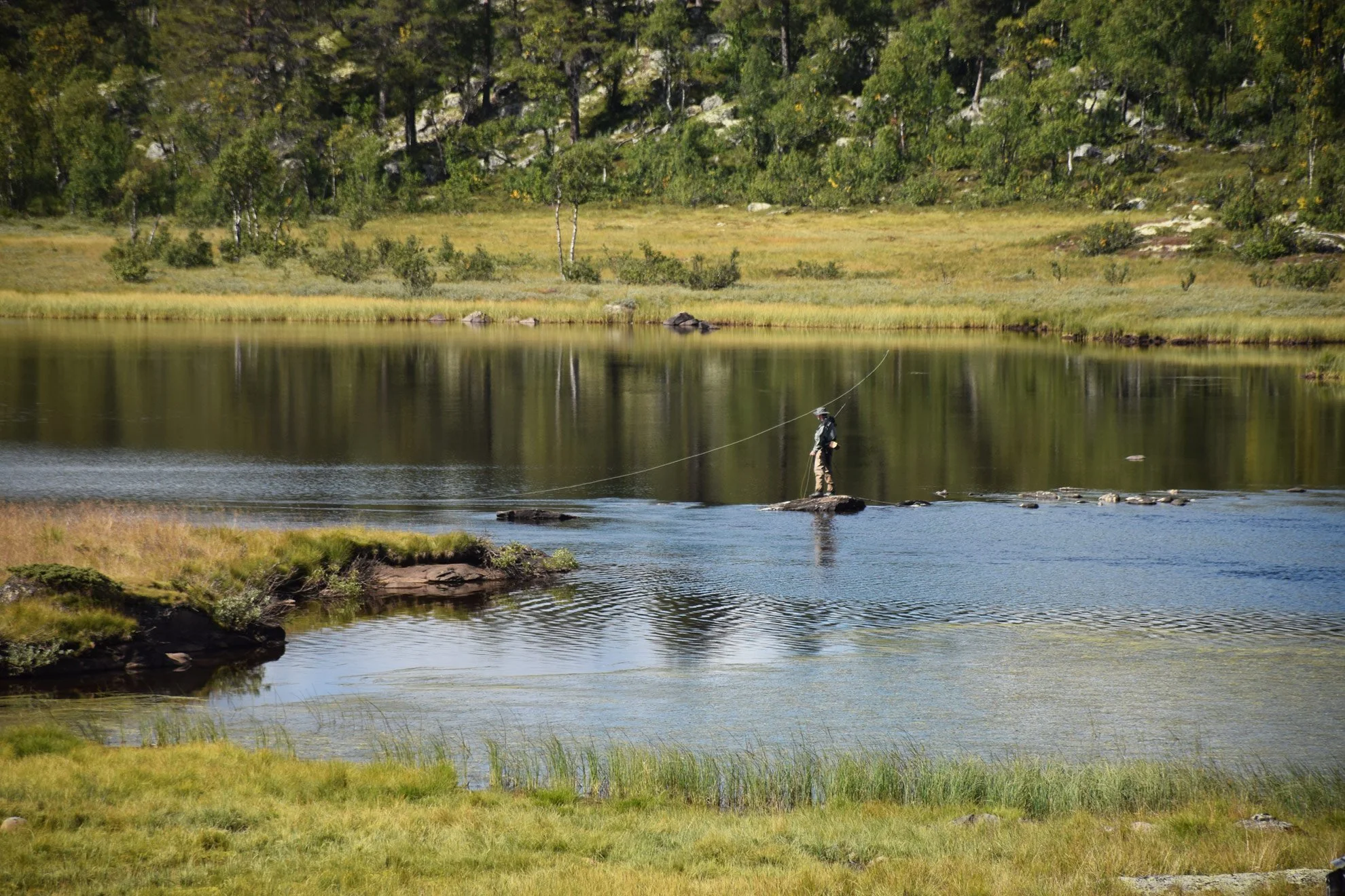 A person fishing standing on a rock in a calm river, surrounded by grassy banks and trees in the background.