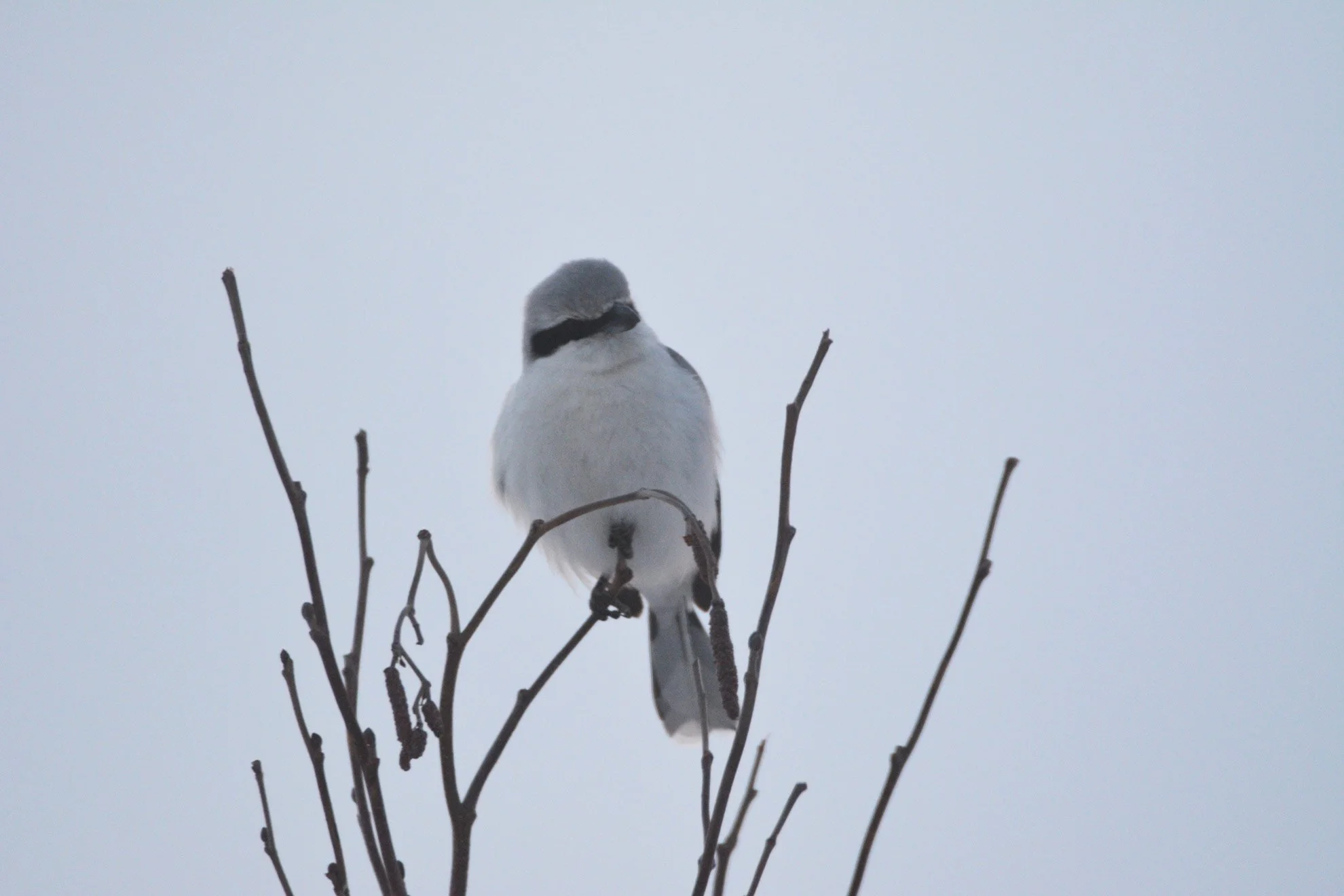 A small bird, likely a chickadee, perched on a thin branch against a pale, overcast sky.