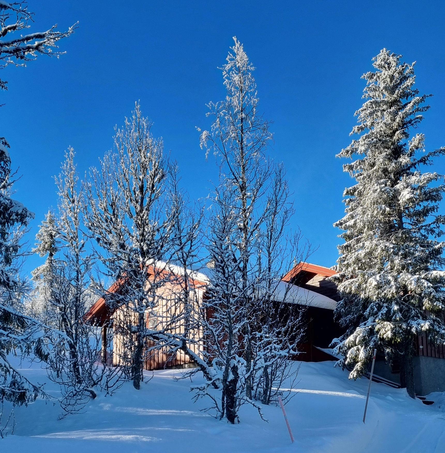 Snow-covered trees and the cabin under a clear blue sky in winter.