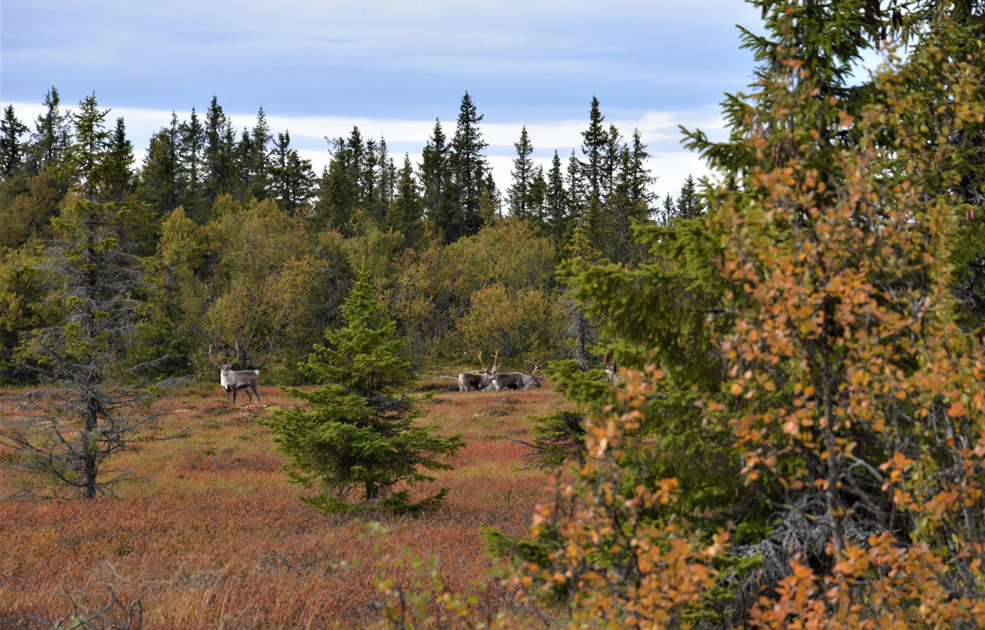 A scenic view of a forest with three reindeer grazing amidst the trees and bushes during daytime.