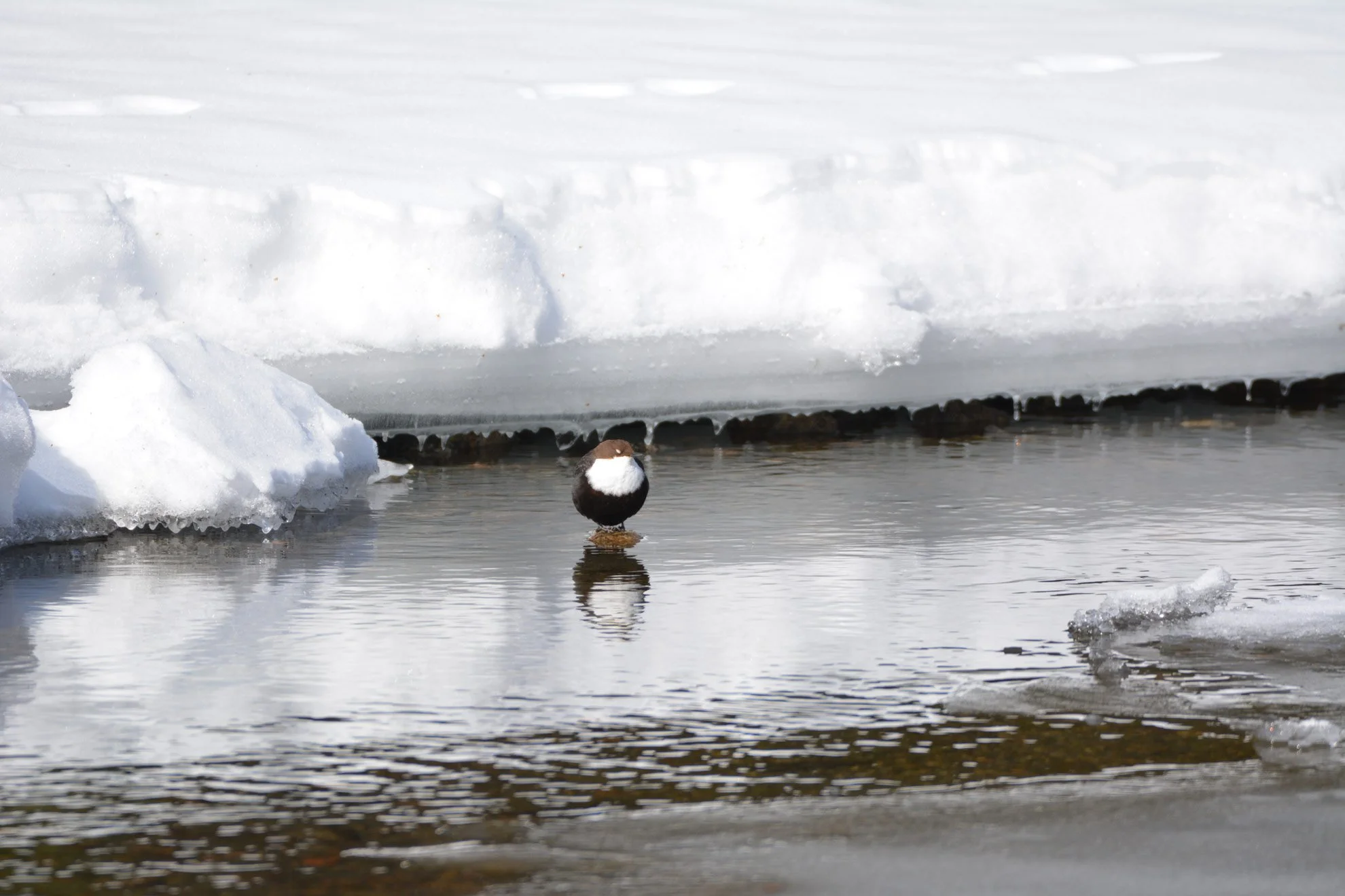 A bird standing on a rock in a partially frozen river with snow and ice along the banks.