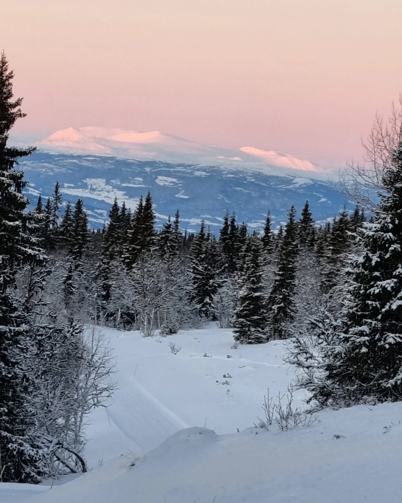 Snow-covered forest with trees and a mountain in the background under a pink and blue sky.