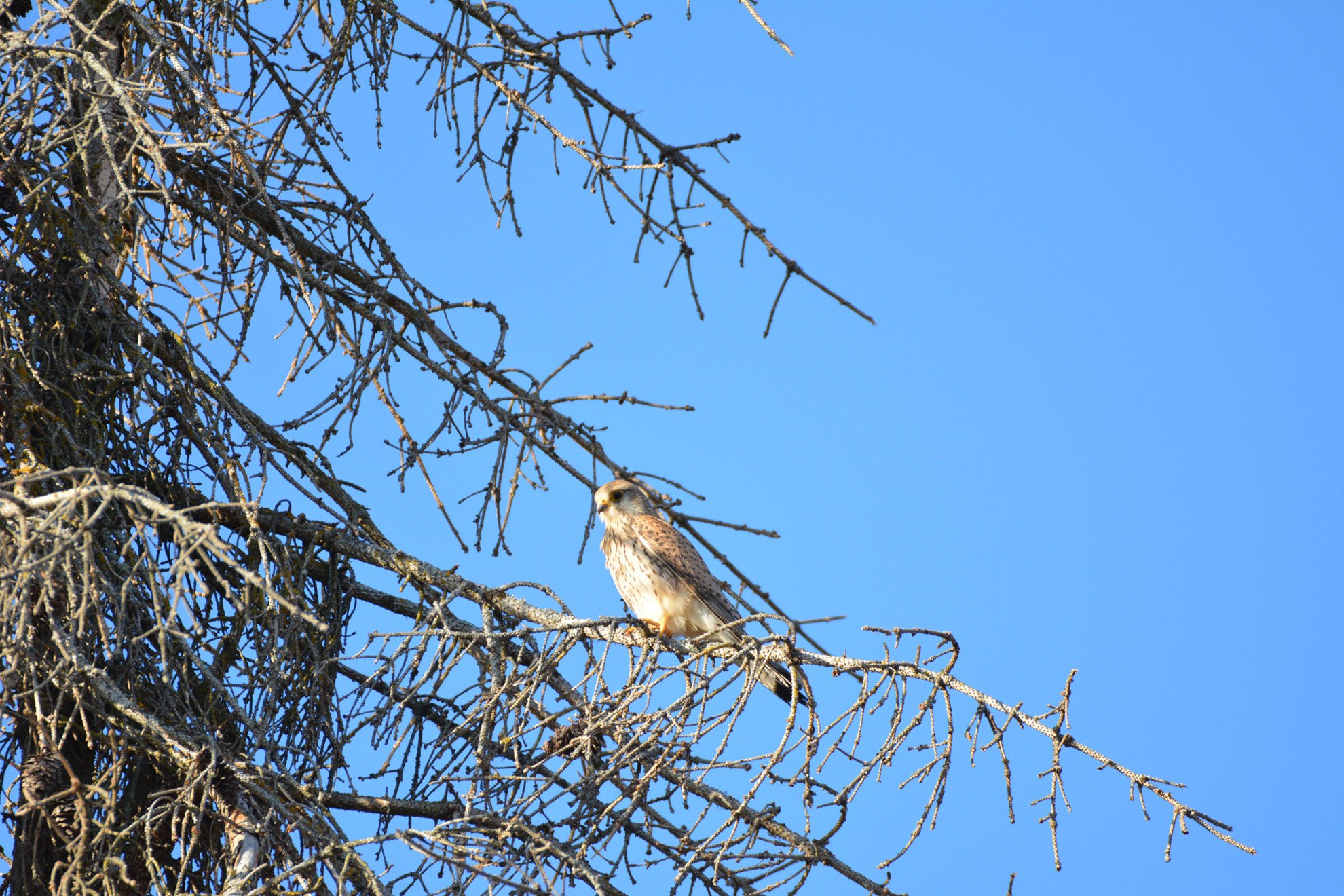 A bird of prey, perched on a barren tree branch against a clear blue sky.