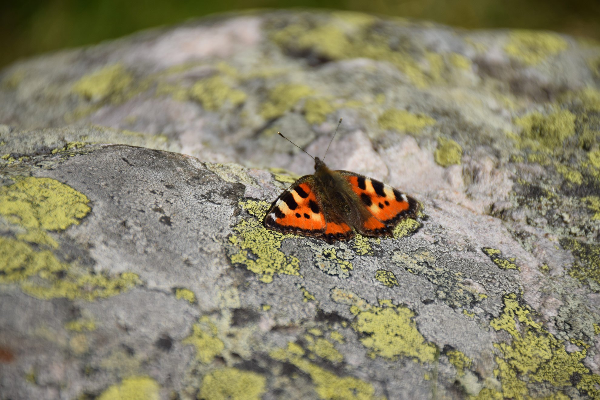 A butterfly with orange, black, and white markings resting on a gray, lichen-covered rock.