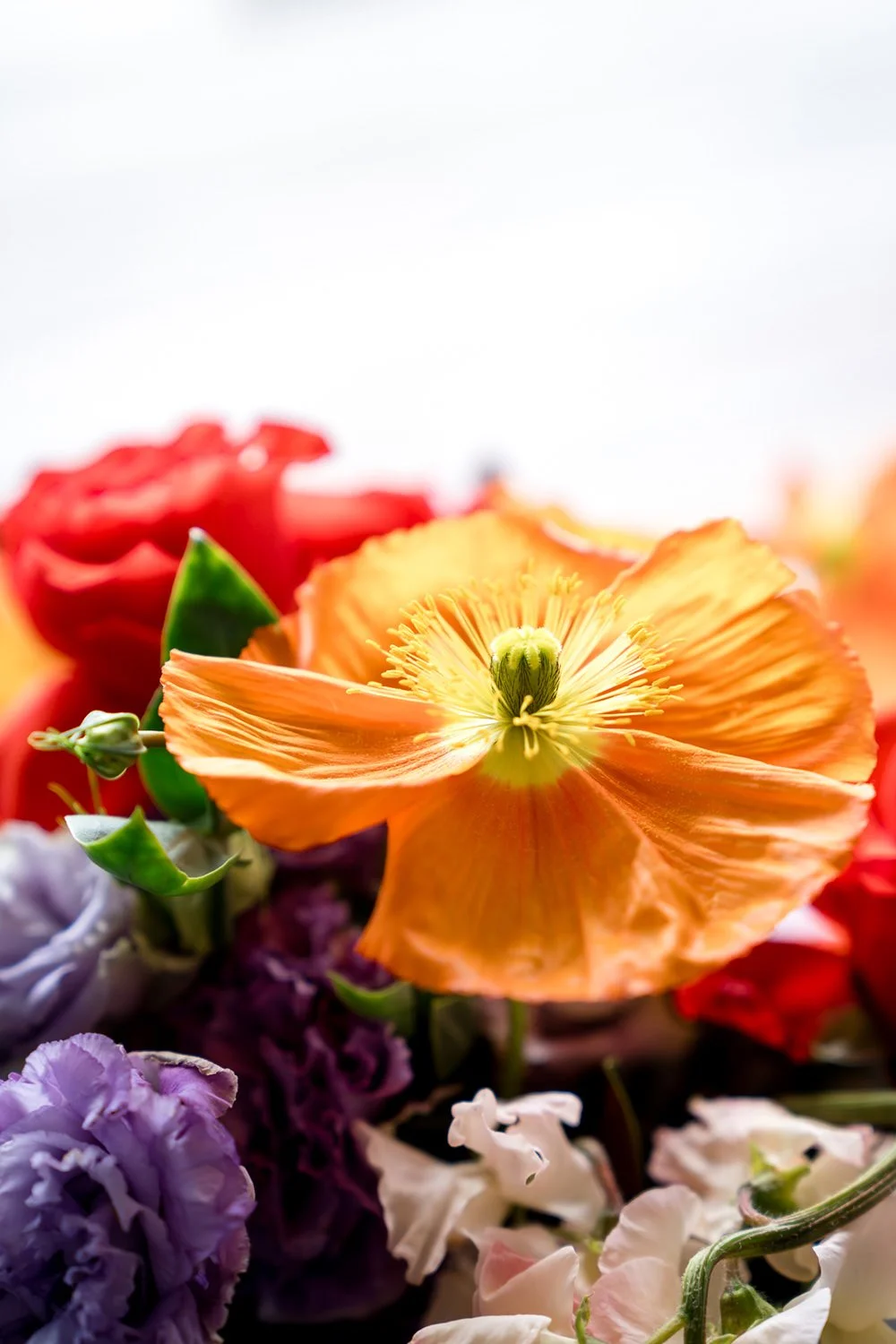 Close-up of an orange poppy flower surrounded by red, purple, and white flowers and green leaves.