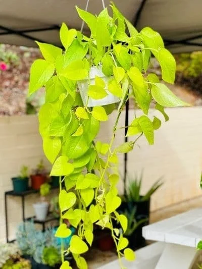 Neon Pothos 6"