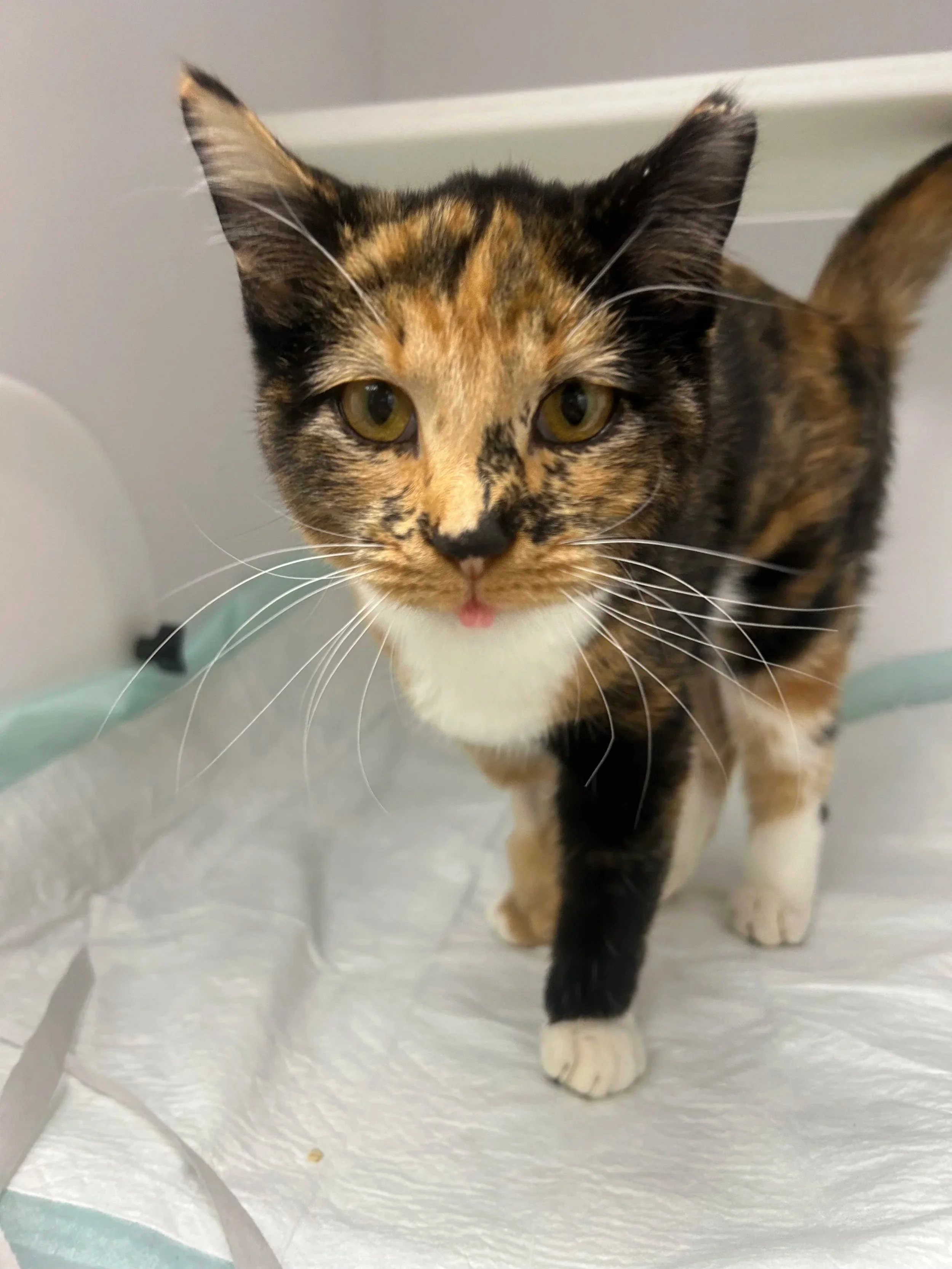 A calico cat with an IV catheter in its front leg, lying on a bed with a pink blanket, in a veterinary clinic or hospital setting.