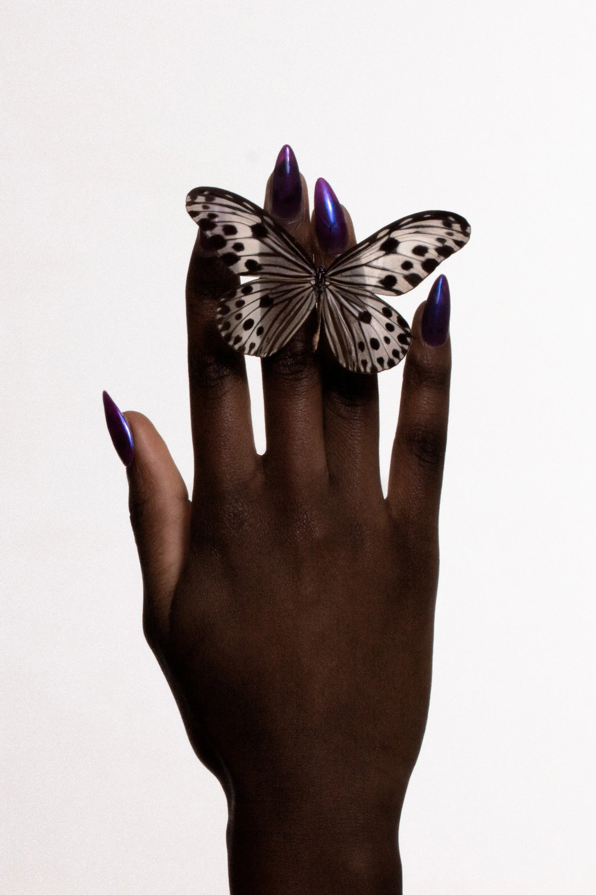 A hand with dark skin and long, shiny purple nails holding a black and white butterfly against a plain white background.