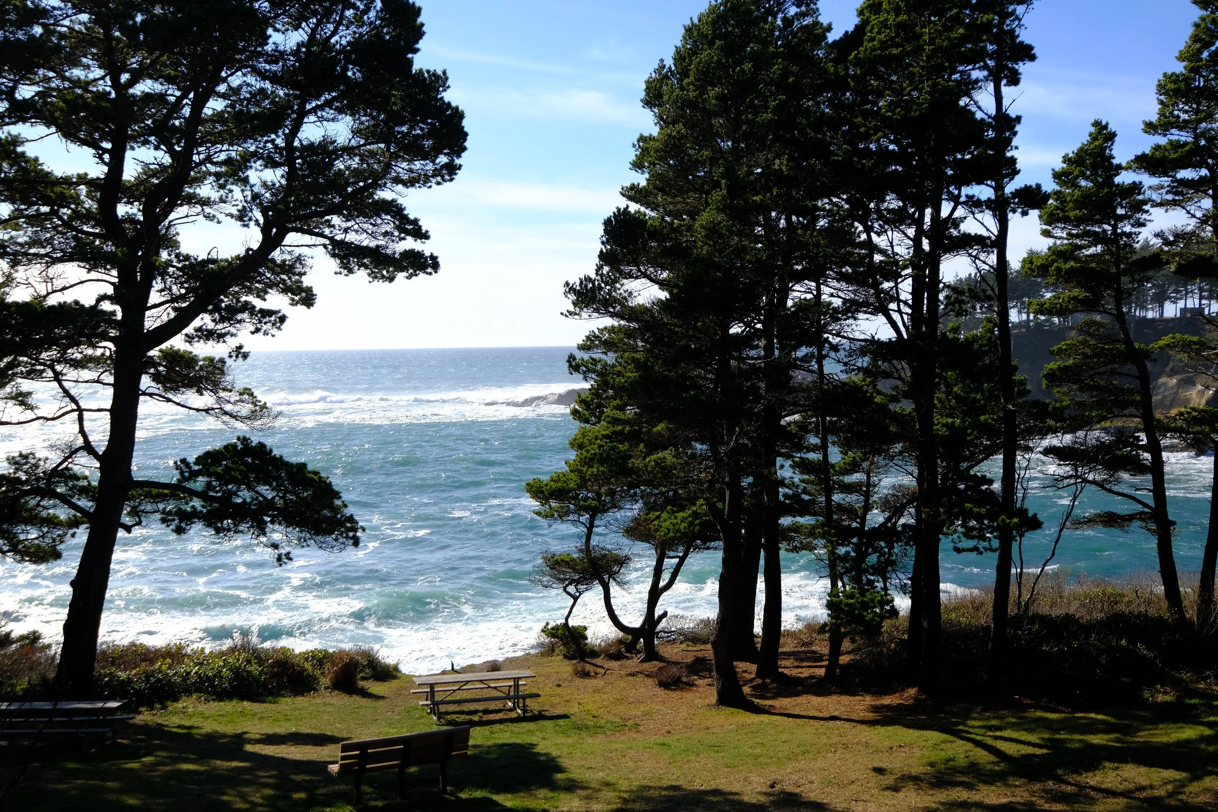 A scenic view of the ocean with waves crashing against the shore, framed by tall pine trees and a grassy area with benches in the foreground.