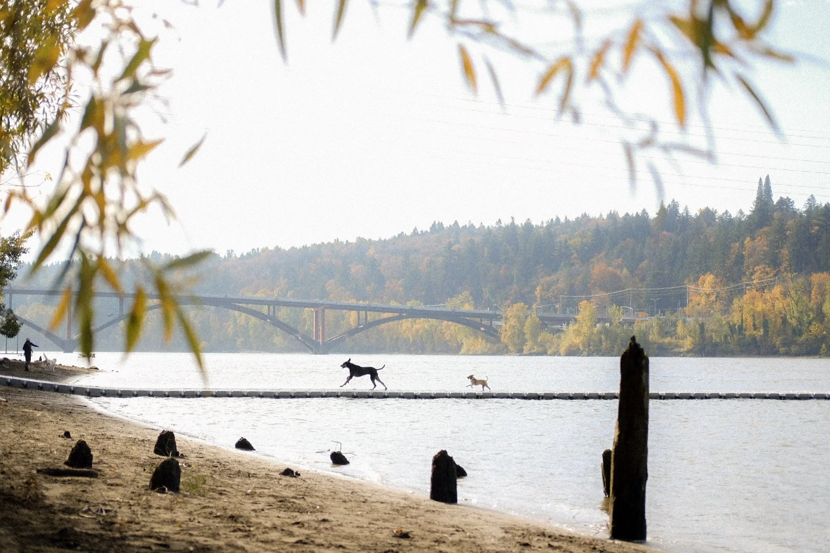 Dogs playing on a narrow floating dock in a river, with a person and a dog on the shore, trees with autumn leaves, a bridge in the background, and a partly cloudy sky.
