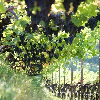 wein.kaltern-partner-nicolussi-leck-8-2.webp