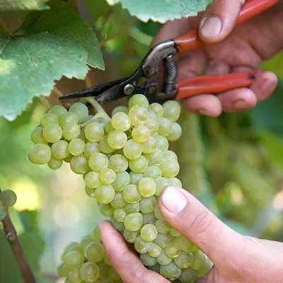 wein.kaltern-partner-nicolussi-leck-9-2.webp