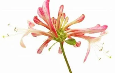 Wellness Consultation