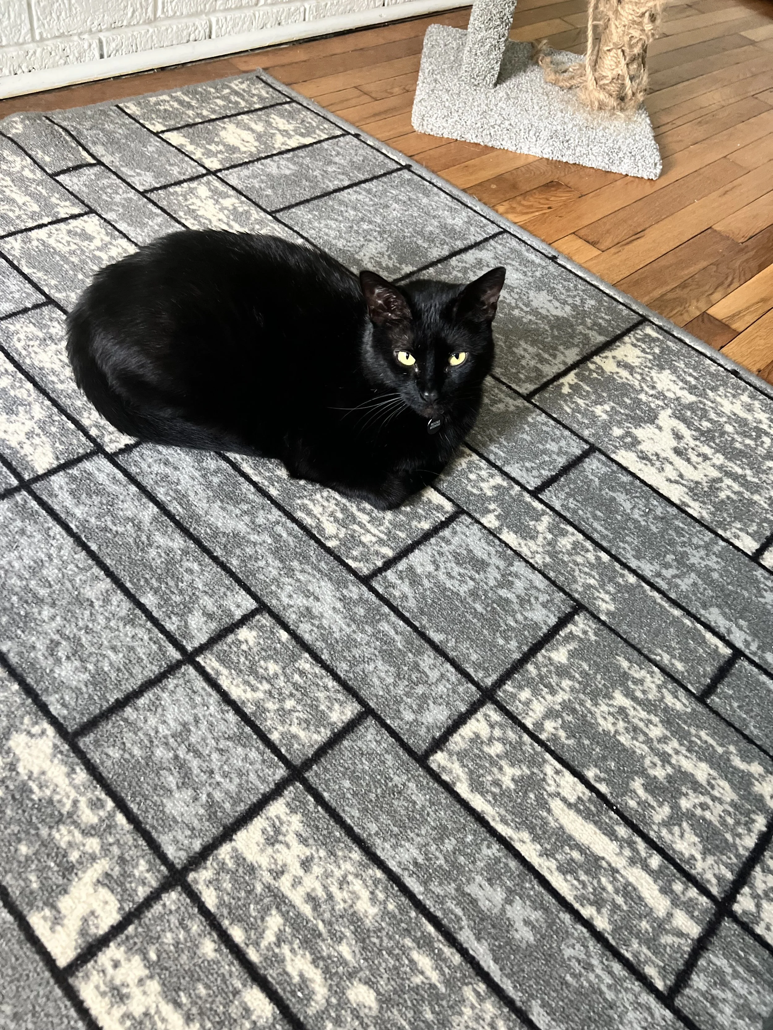 A medium-sized black cat is sitting on a patterned rug. He is pretty darn cute.