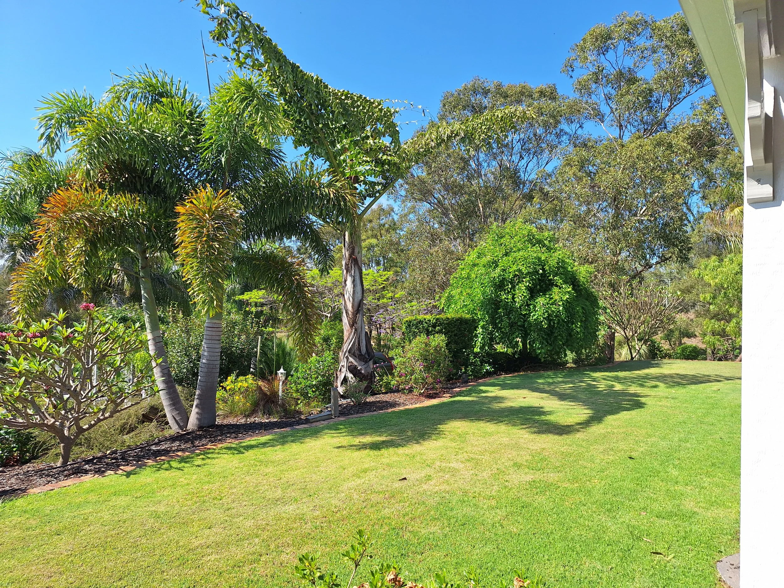 Bright sunny backyard garden with well-maintained green lawn, Mediterranean-style palm trees, other lush trees and bushes.