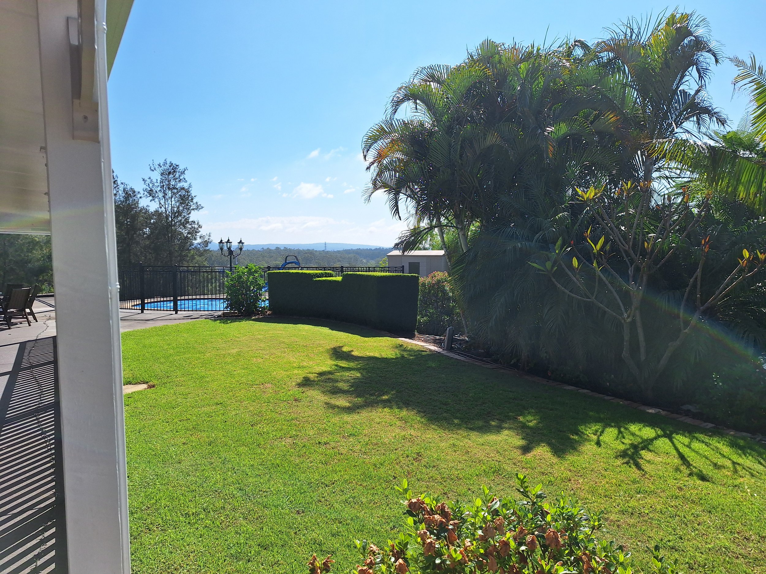 A backyard with a lush green lawn surrounded by palm trees, shrubs, and a black fence, with a swimming pool and outdoor seating area in the background on a sunny day.